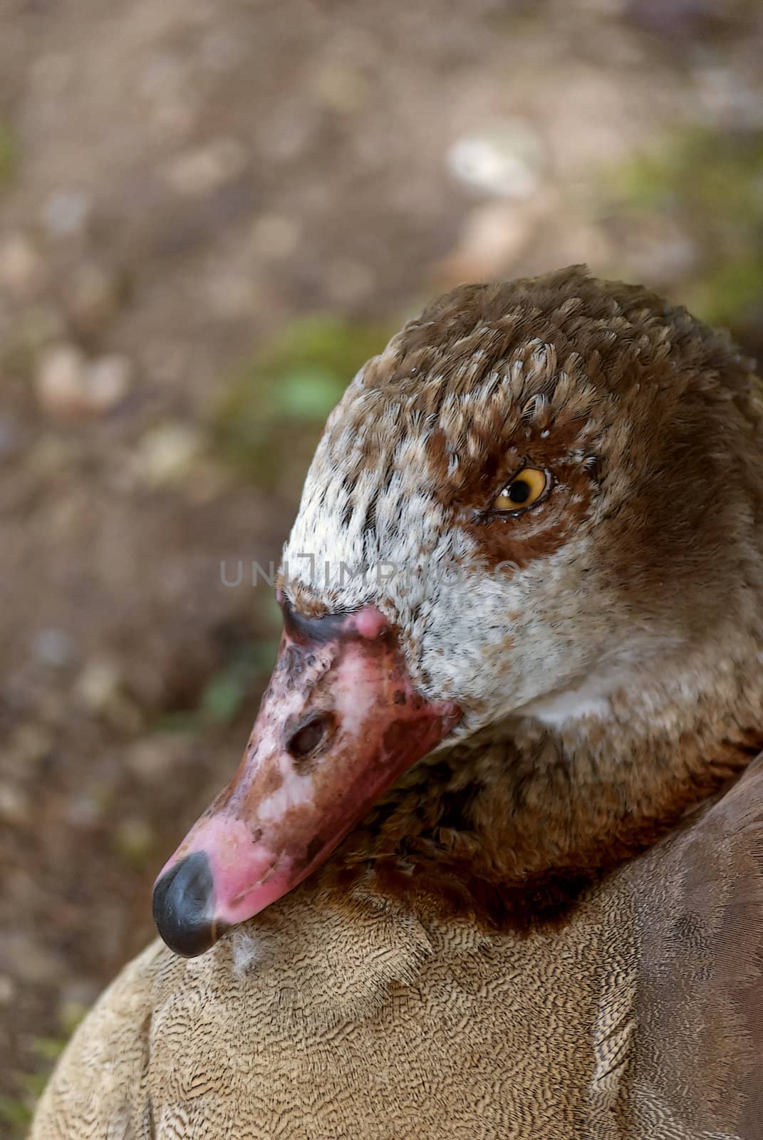 Brown duck looking into the camera, drawing effect