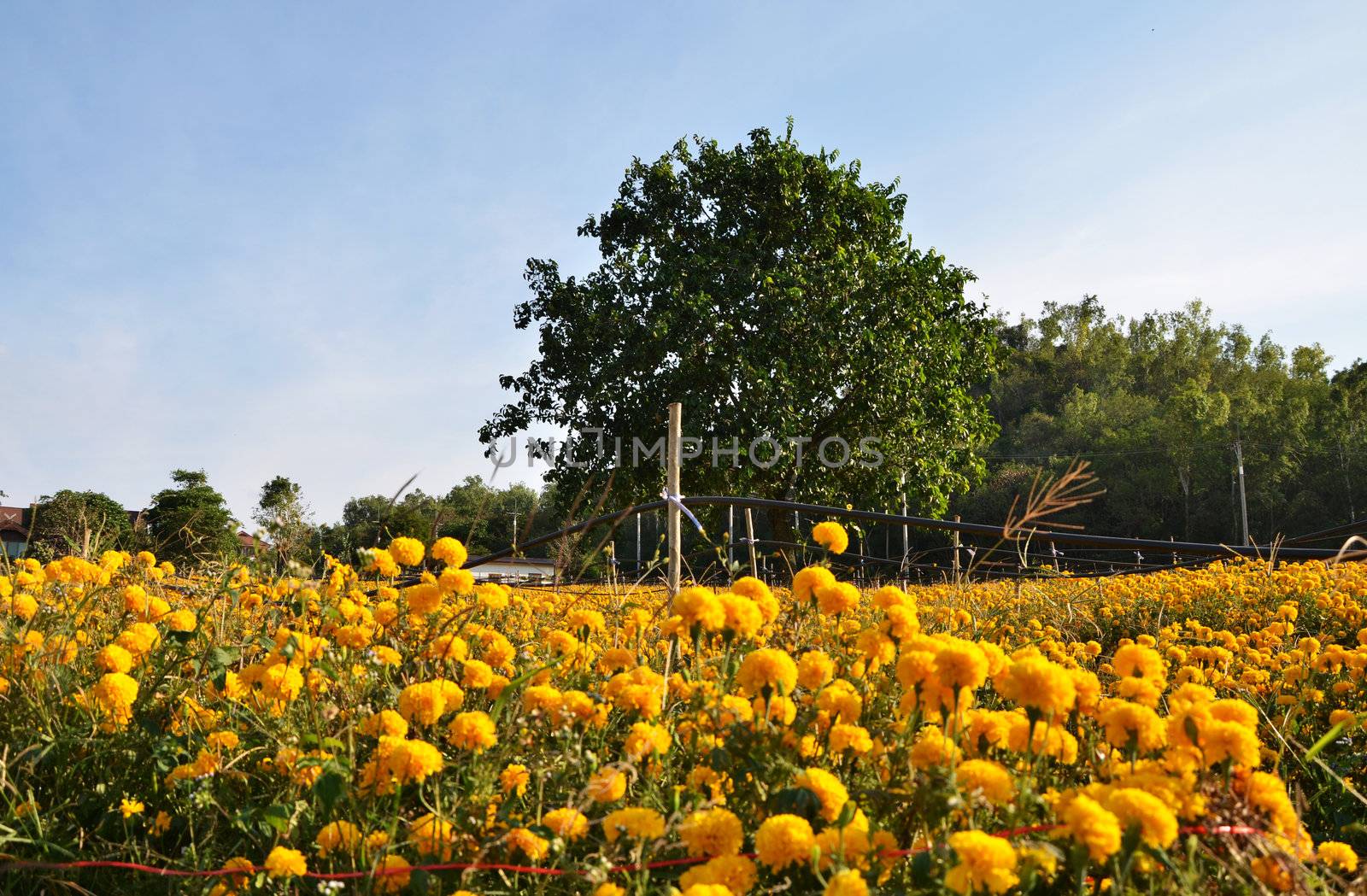 Big Tree againts Marigold farming by siraanamwong