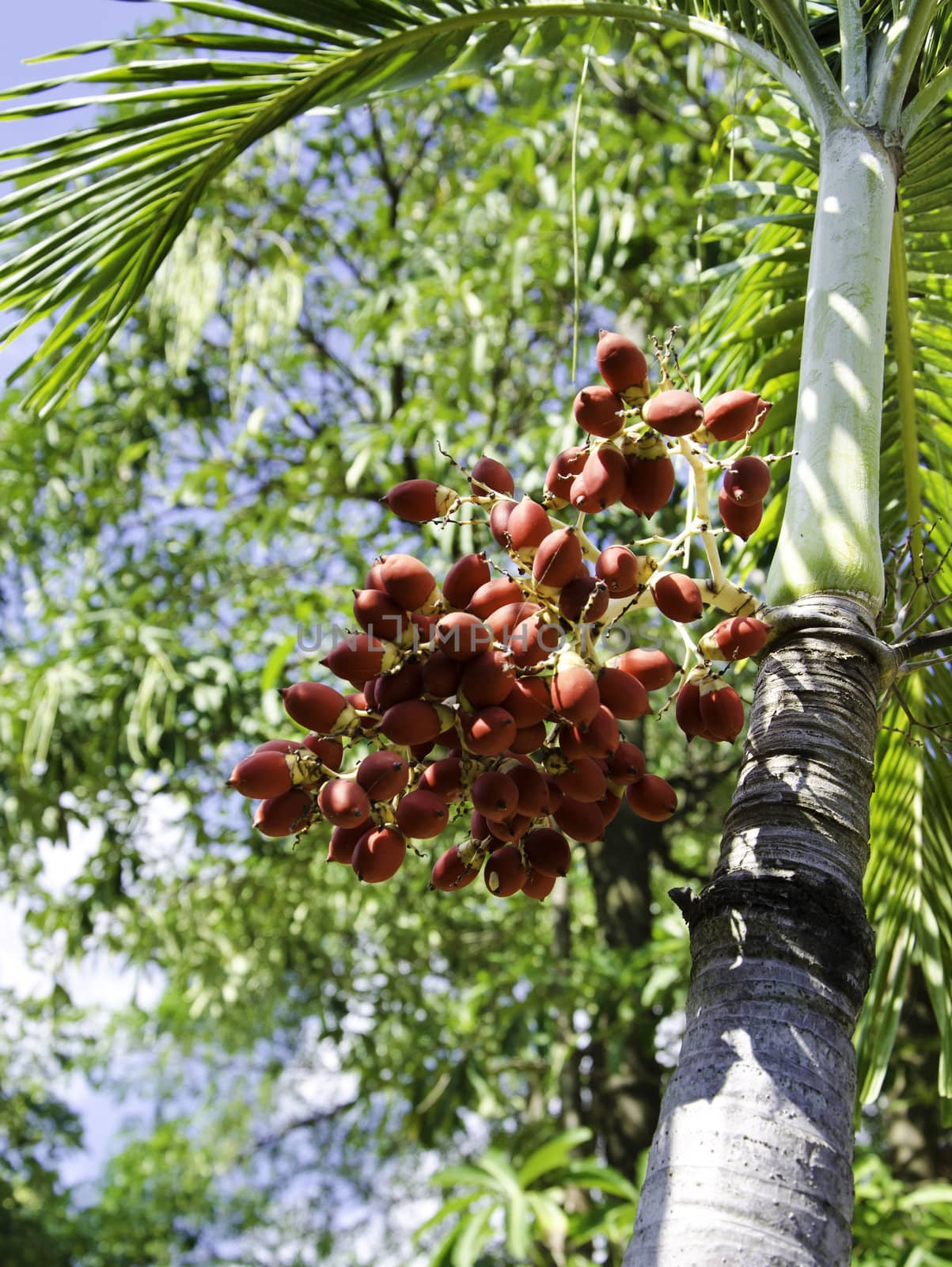 Ripe Betel Nut or Areca Nut Palm on Tree 