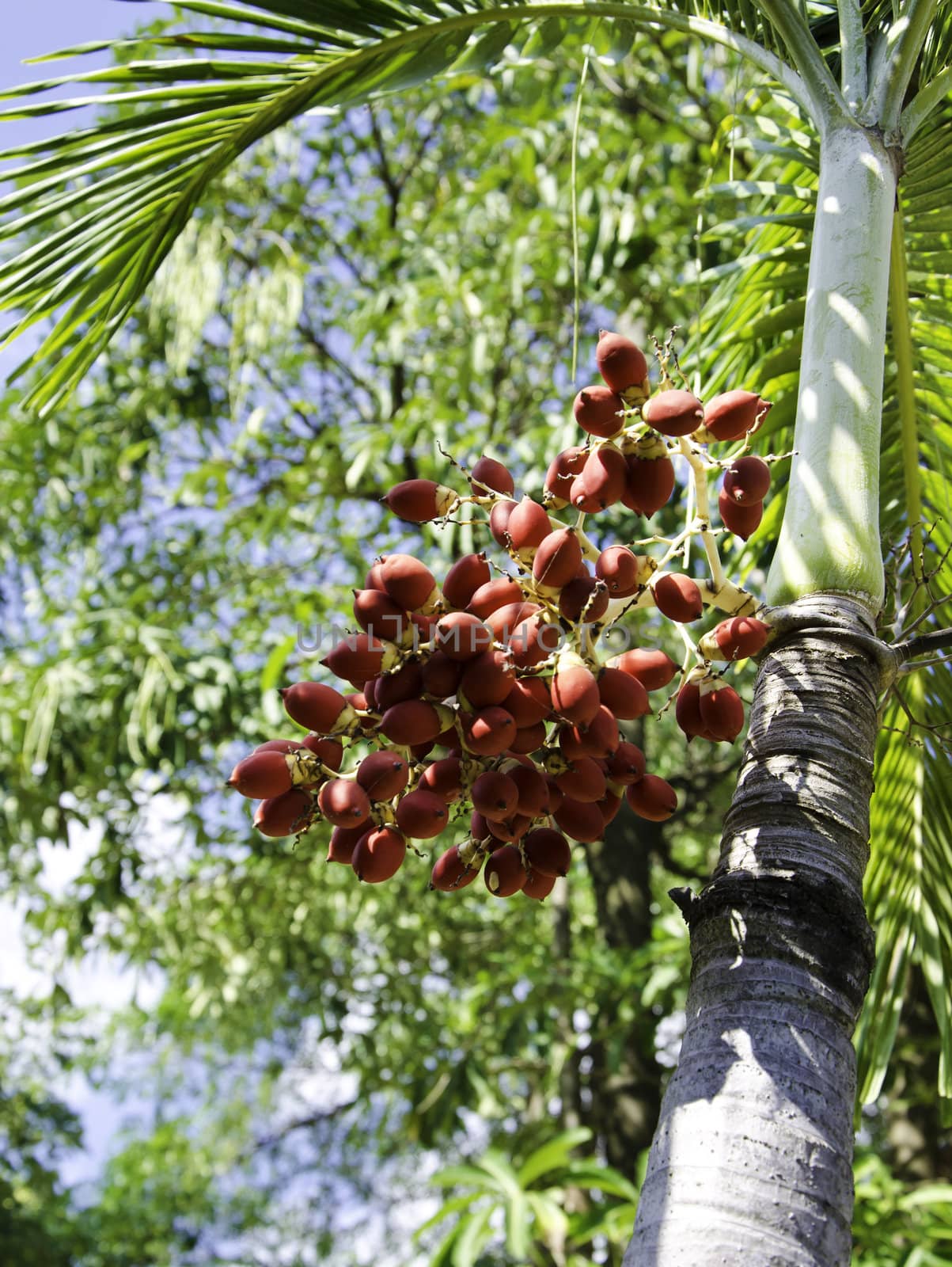 Ripe Betel Nut  by siraanamwong