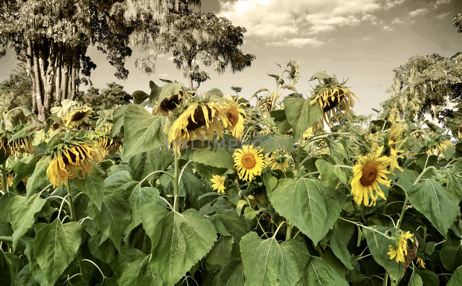 Withering sunflowers in field by siraanamwong