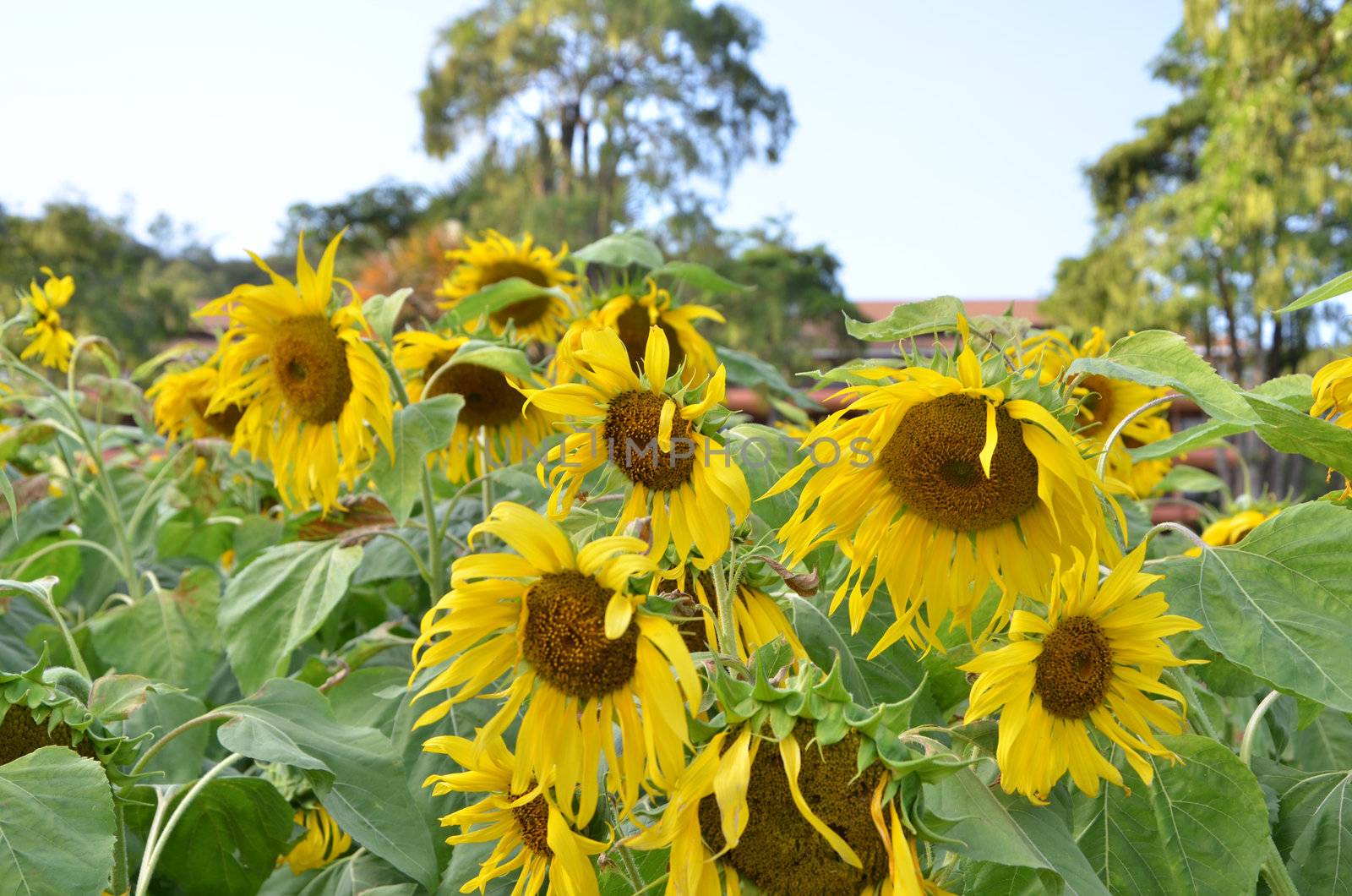 Field of sunflowers. Composition of nature.