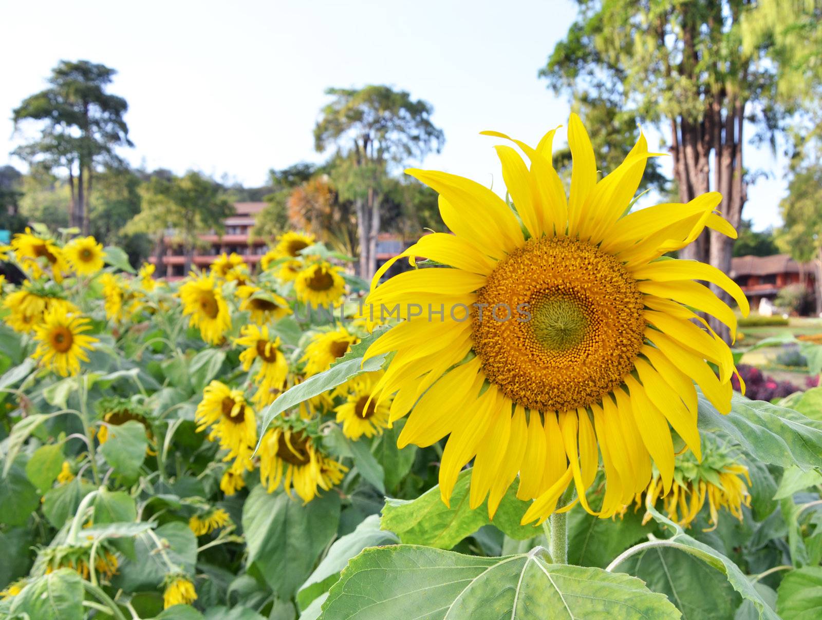 Close-up of sun flower in the field 