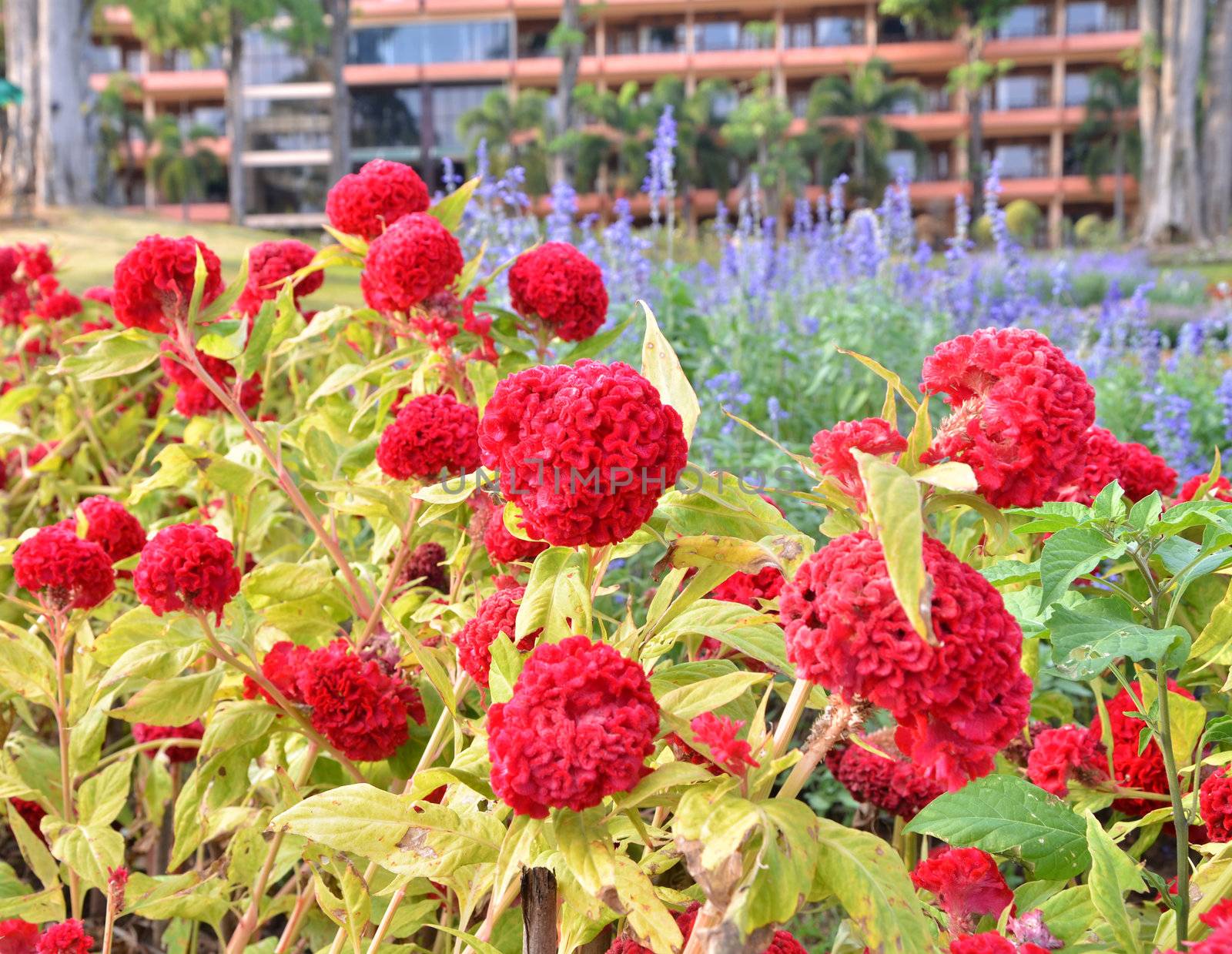 Beautiful red celosia flower in garden