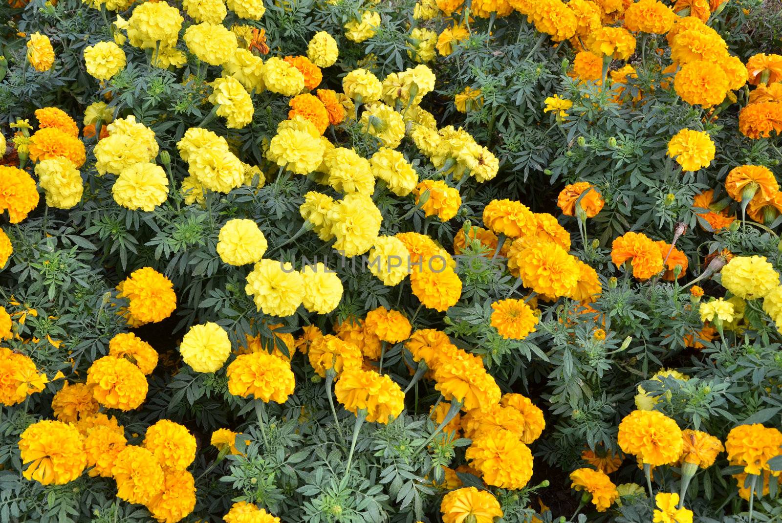 Yellow Flower, Marigold  by siraanamwong