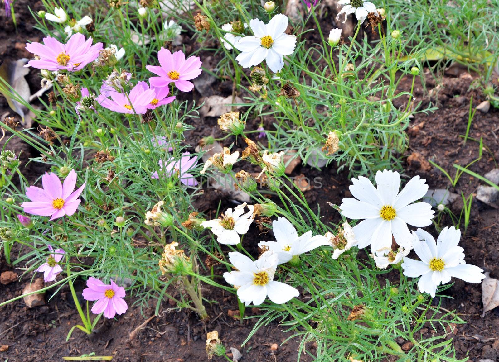 White adc pink cosmos flower in the garden 