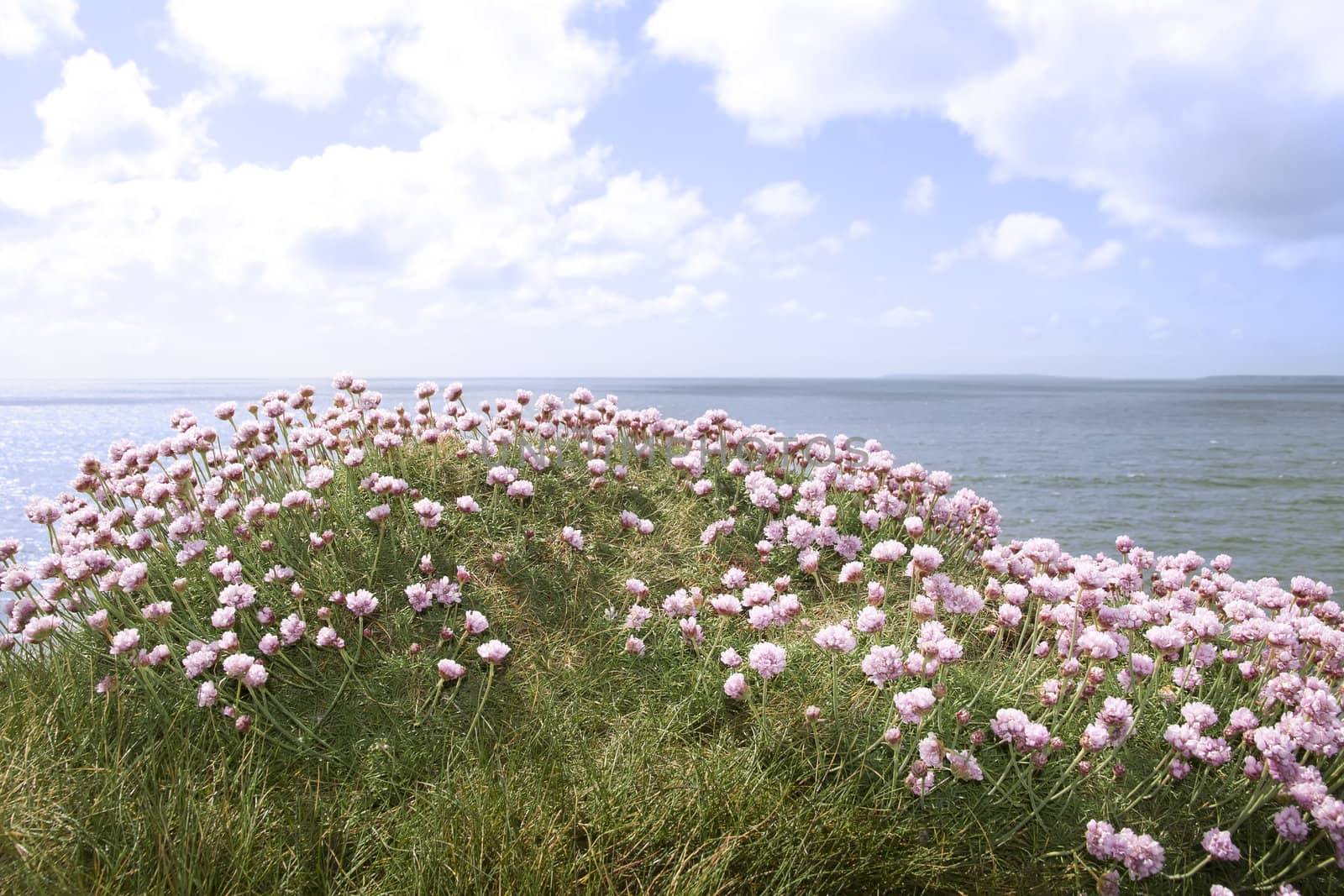 irish wildflowers on the cliffs edge in county Kerry Ireland