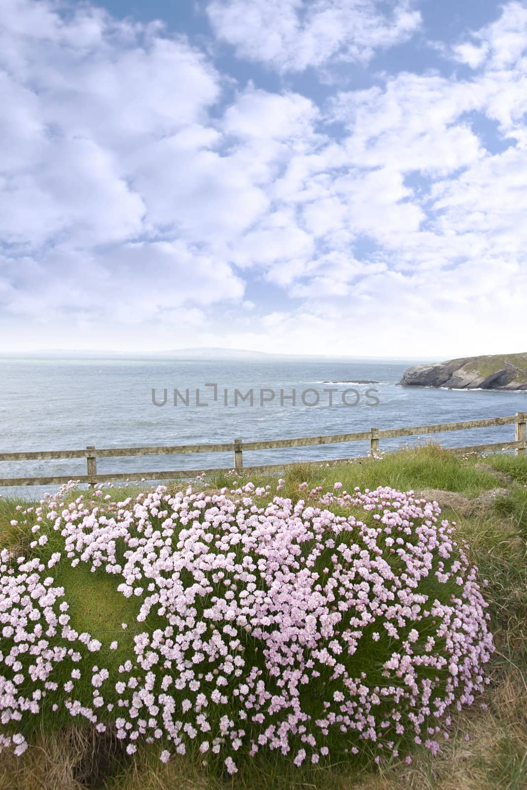 pink wildflowers on the cliff top by morrbyte