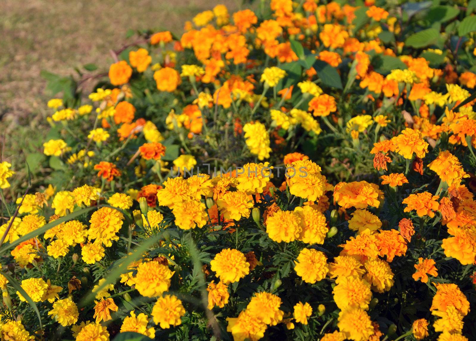 Marigold flower garden.  by siraanamwong