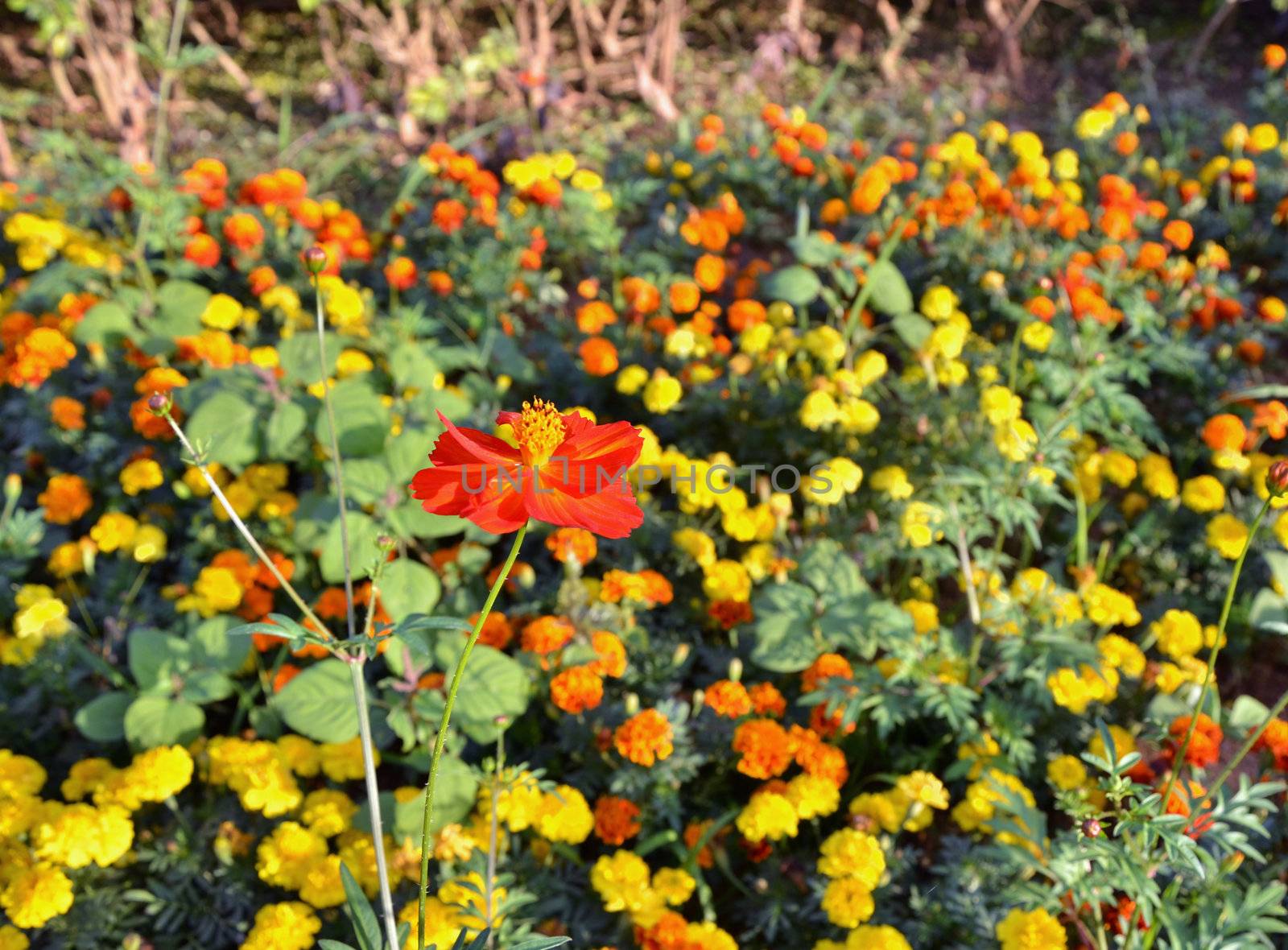 Red Cosmos flowers garden by siraanamwong