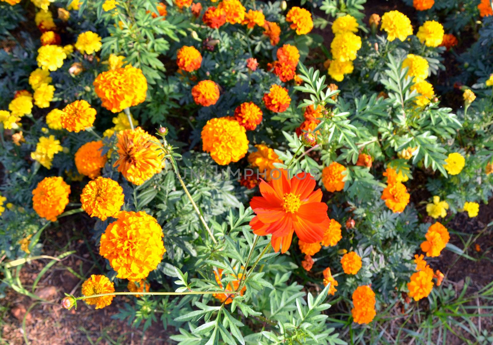 Red Cosmos flowers against Marigold  by siraanamwong