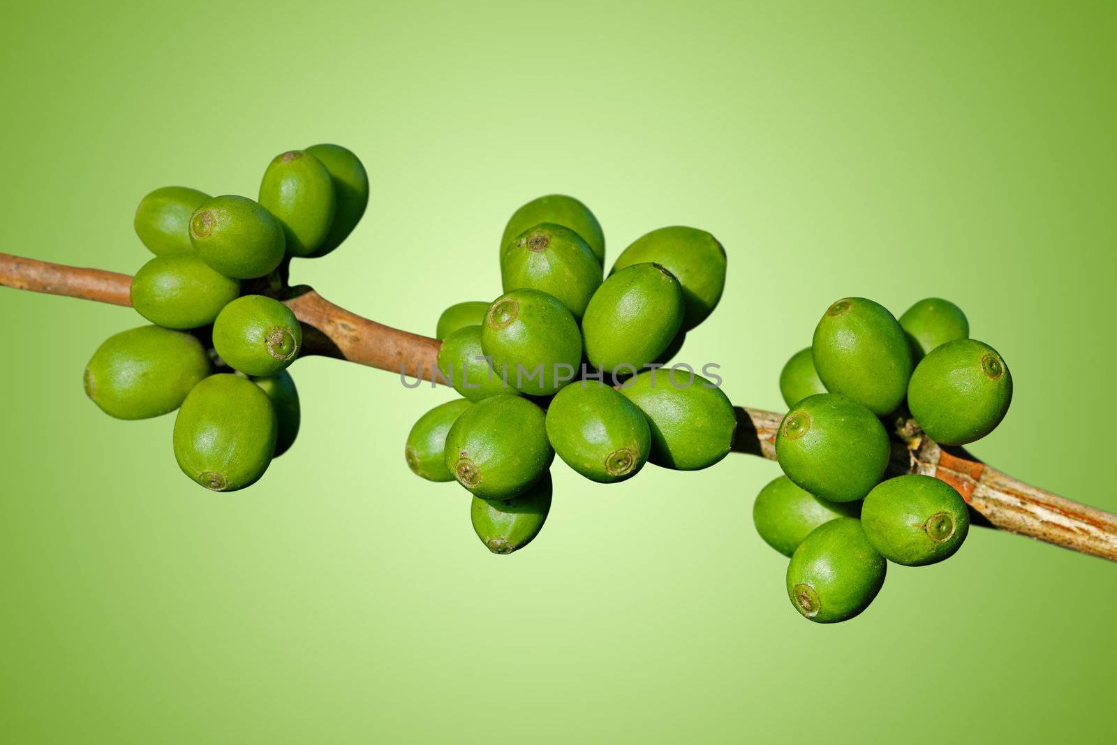 Green coffee beans