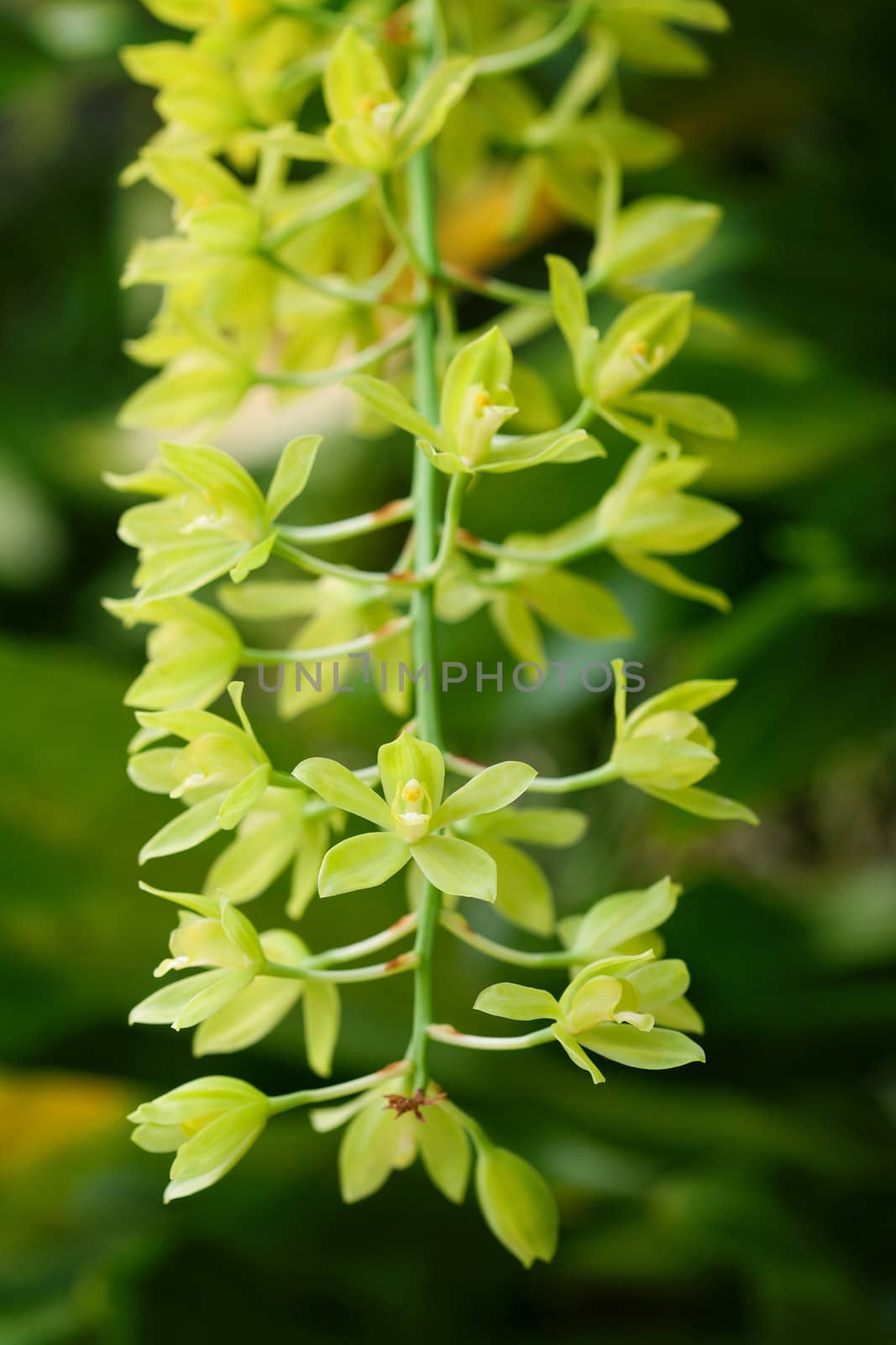 Green orchid flower