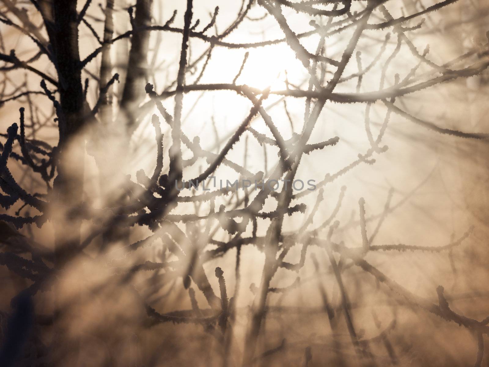 Cold frozen tree branches in sunset sunlight at winter forest