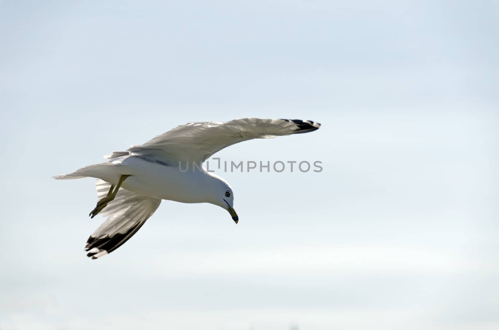 Gull in flight on blue sky background