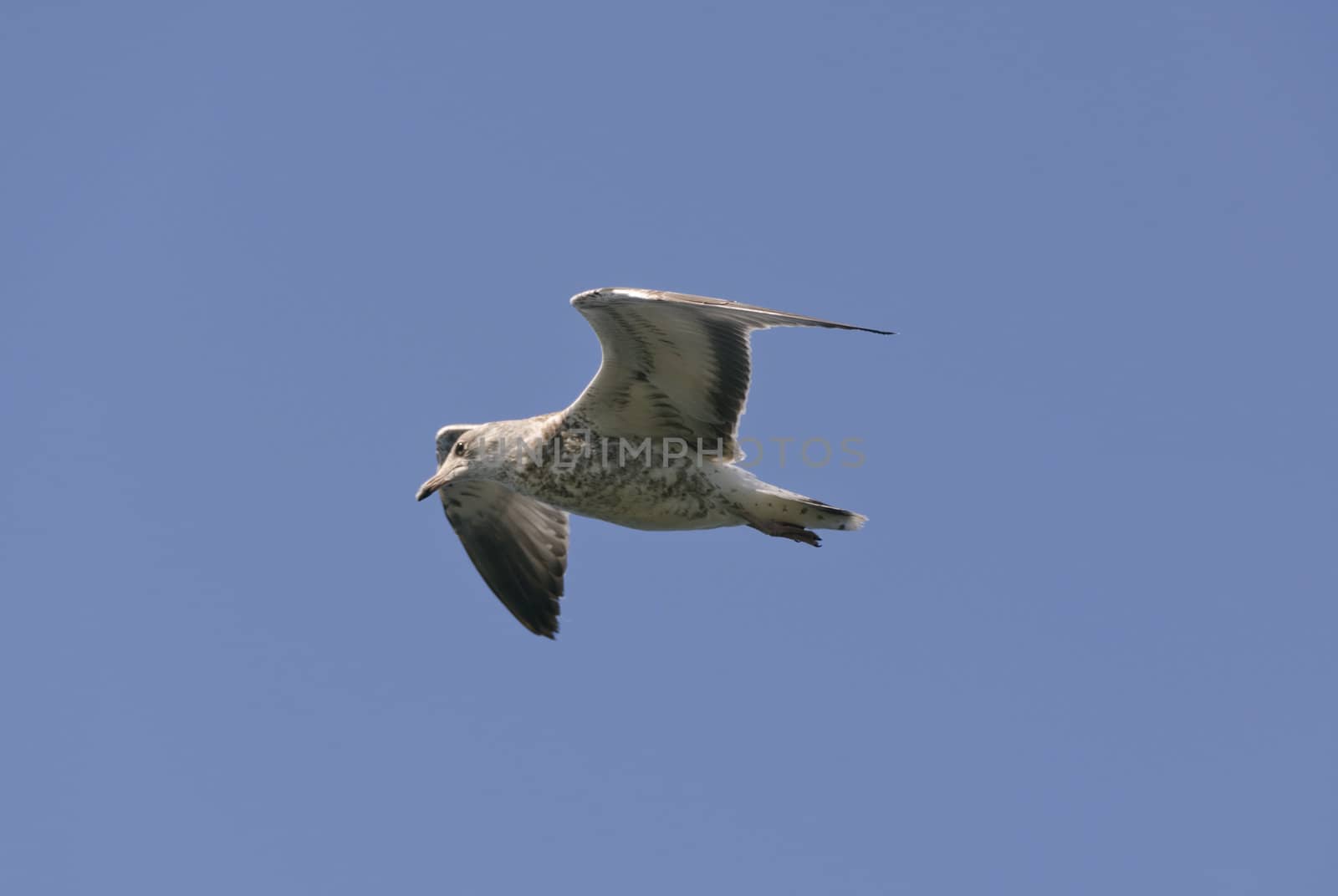 Gull in flight on blue sky background