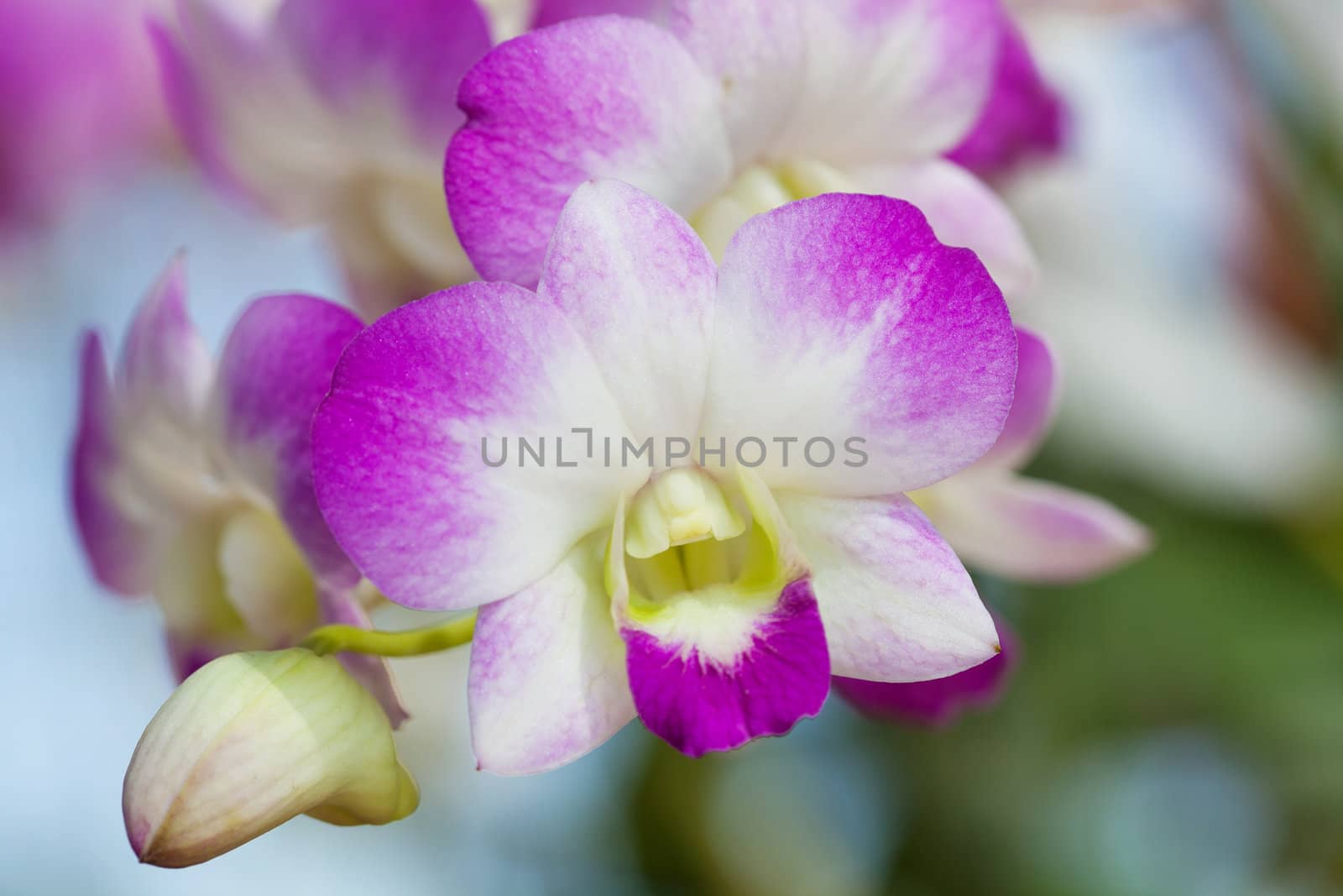 Closeup of Purple orchids by foto76