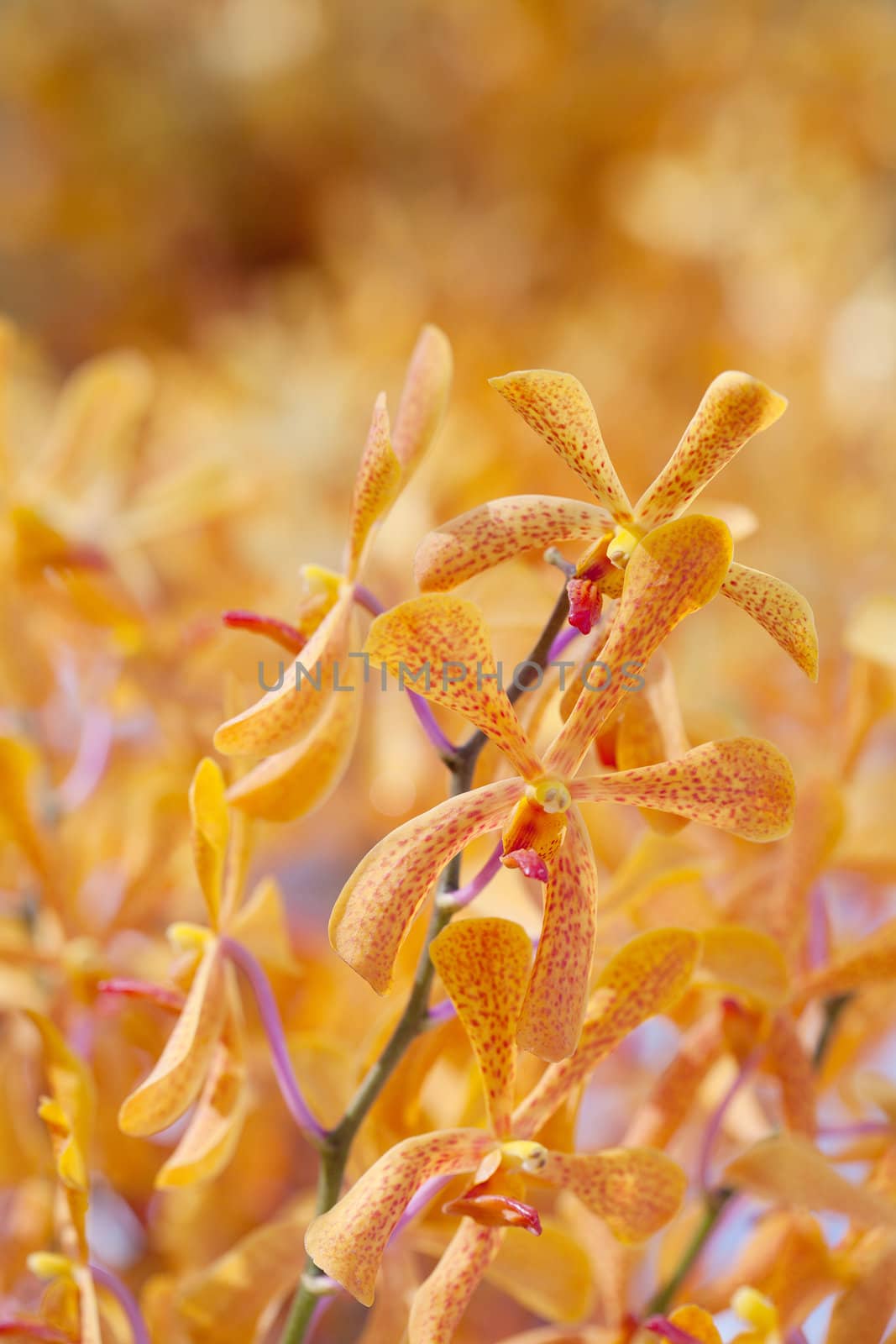 Yellow orchids