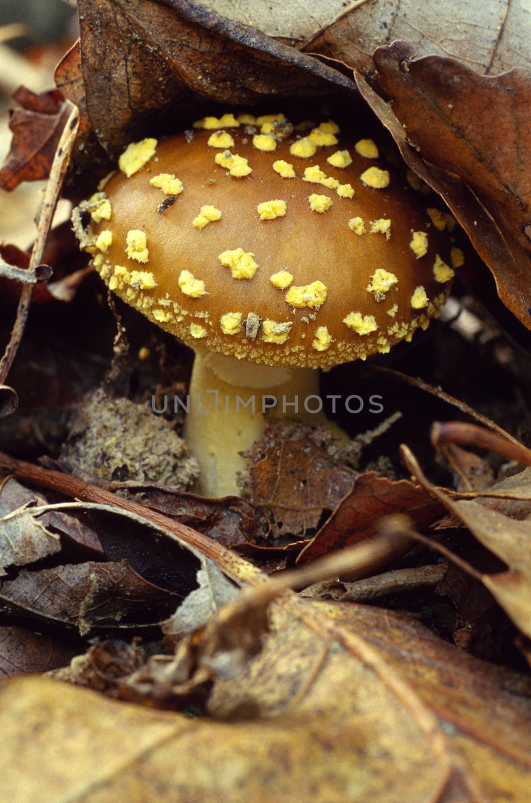 Brown capped mushroom  with yellow, flaky speckles