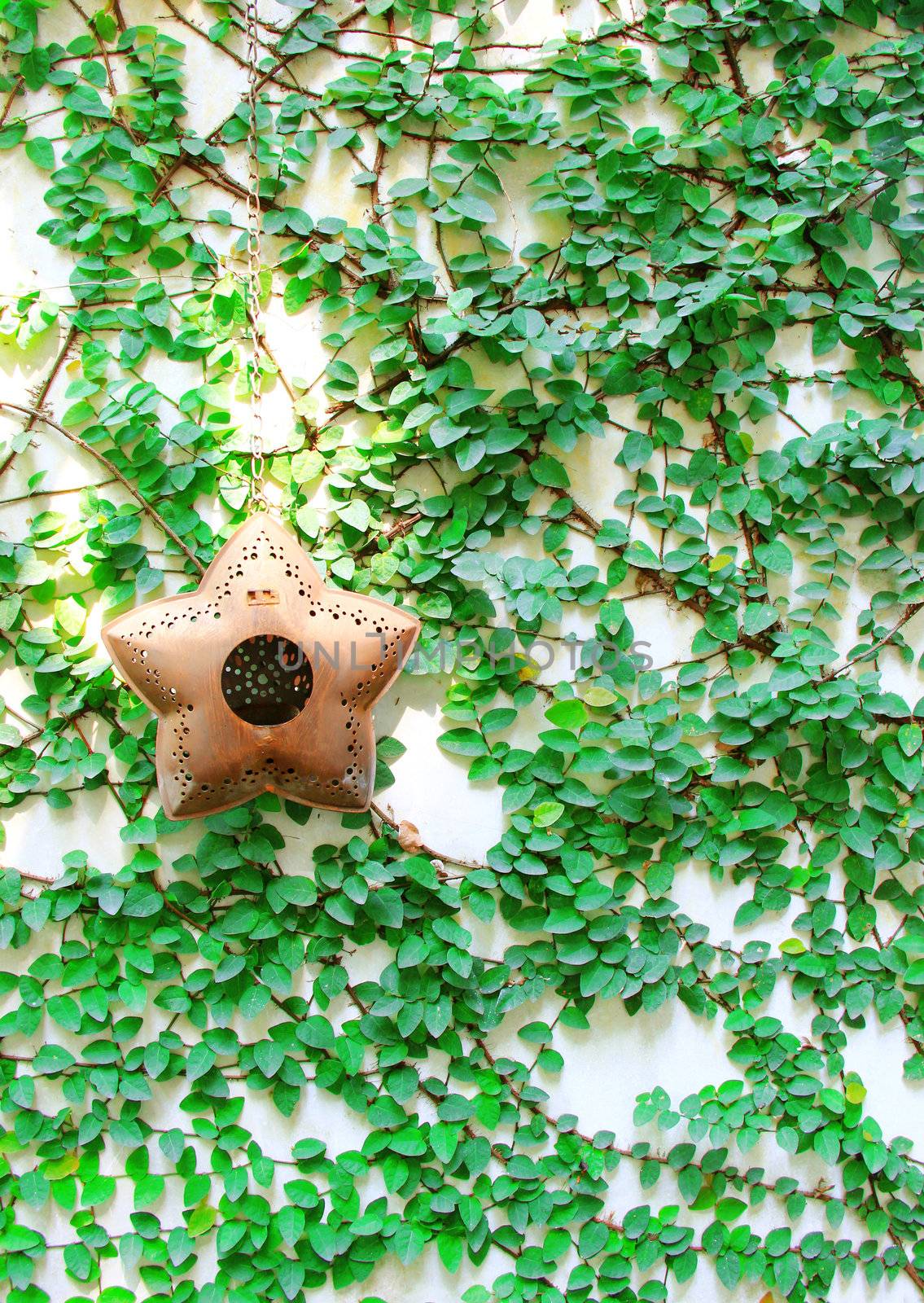 Old star hanging for decorated on ivy wall