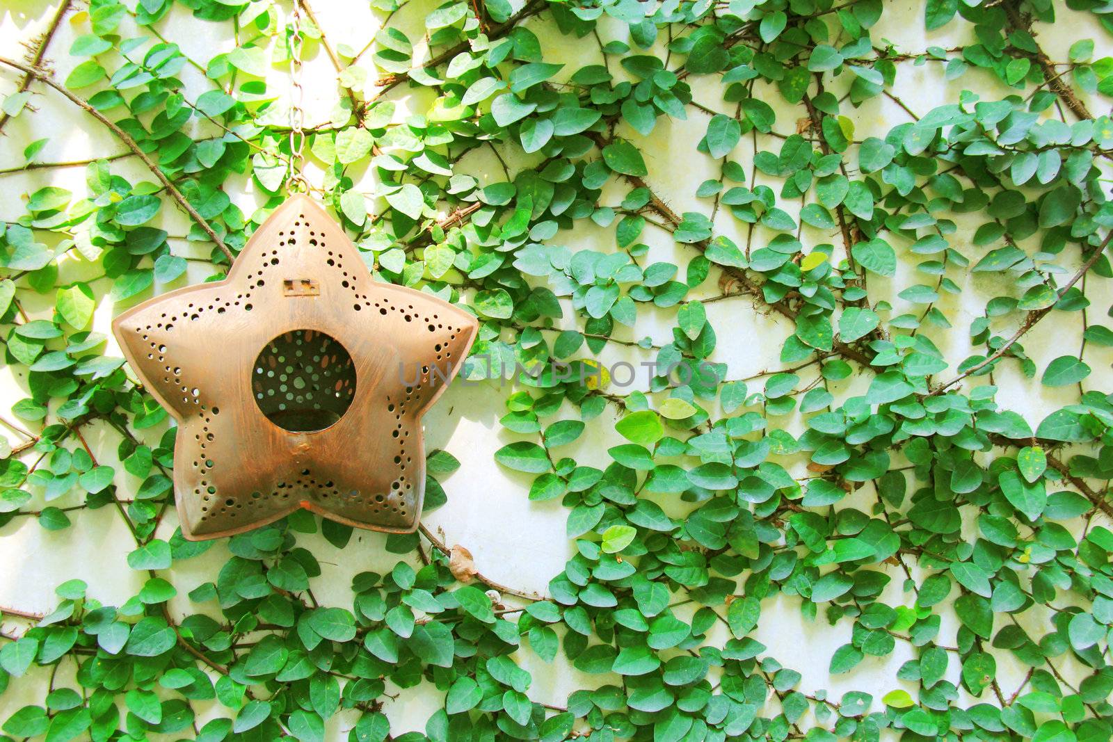 Old star hanging for decorated on ivy wall by nuchylee