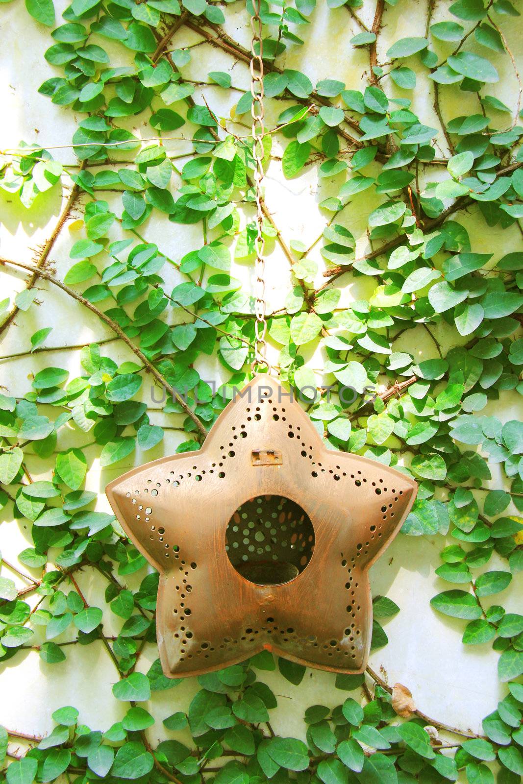 Old star hanging for decorated on ivy wall