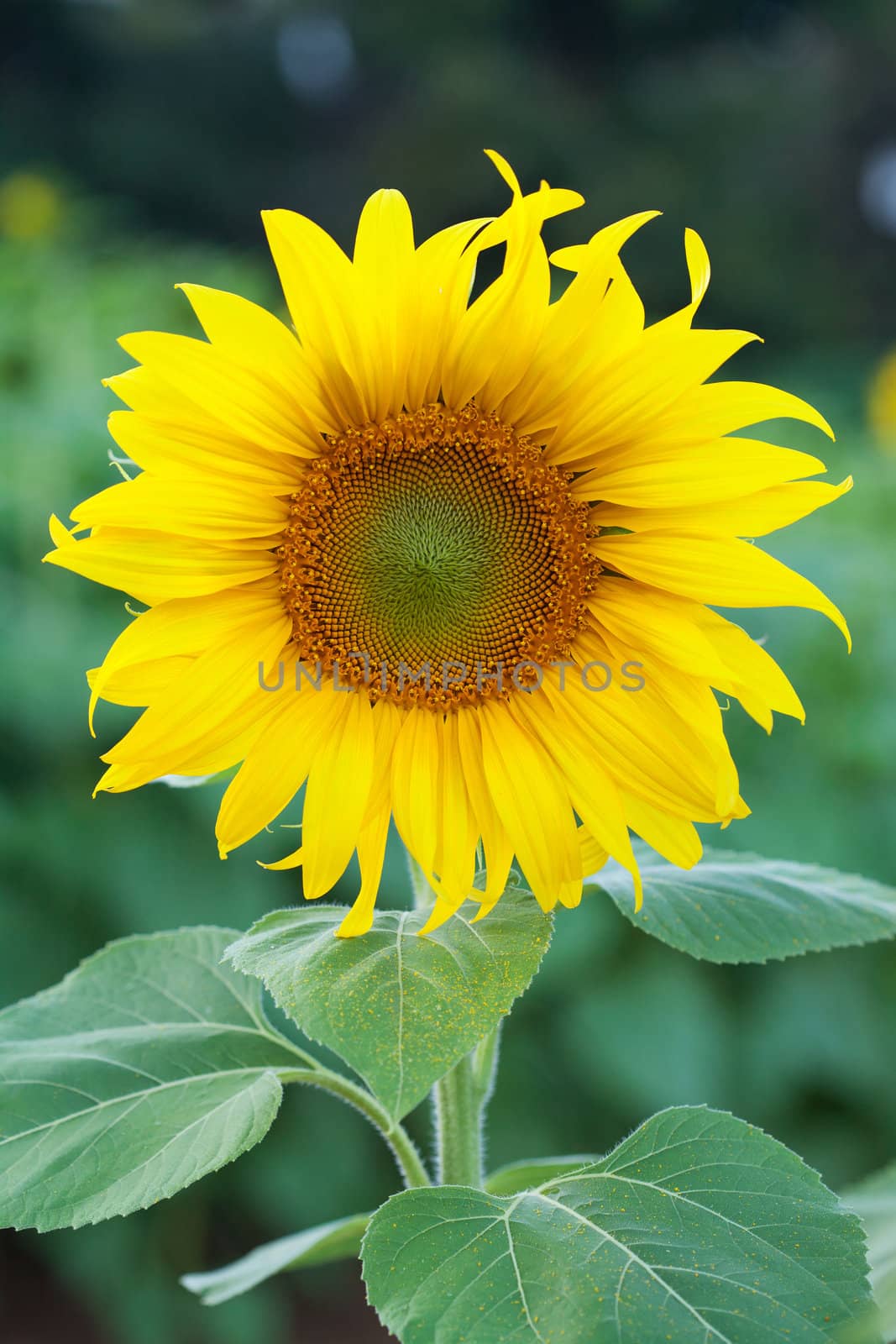 Fully blossomed sunflower