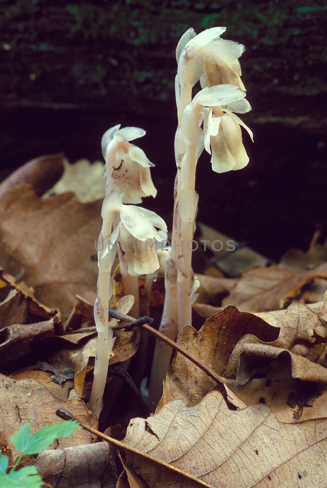 Group of Indian Pipe Mushrooms