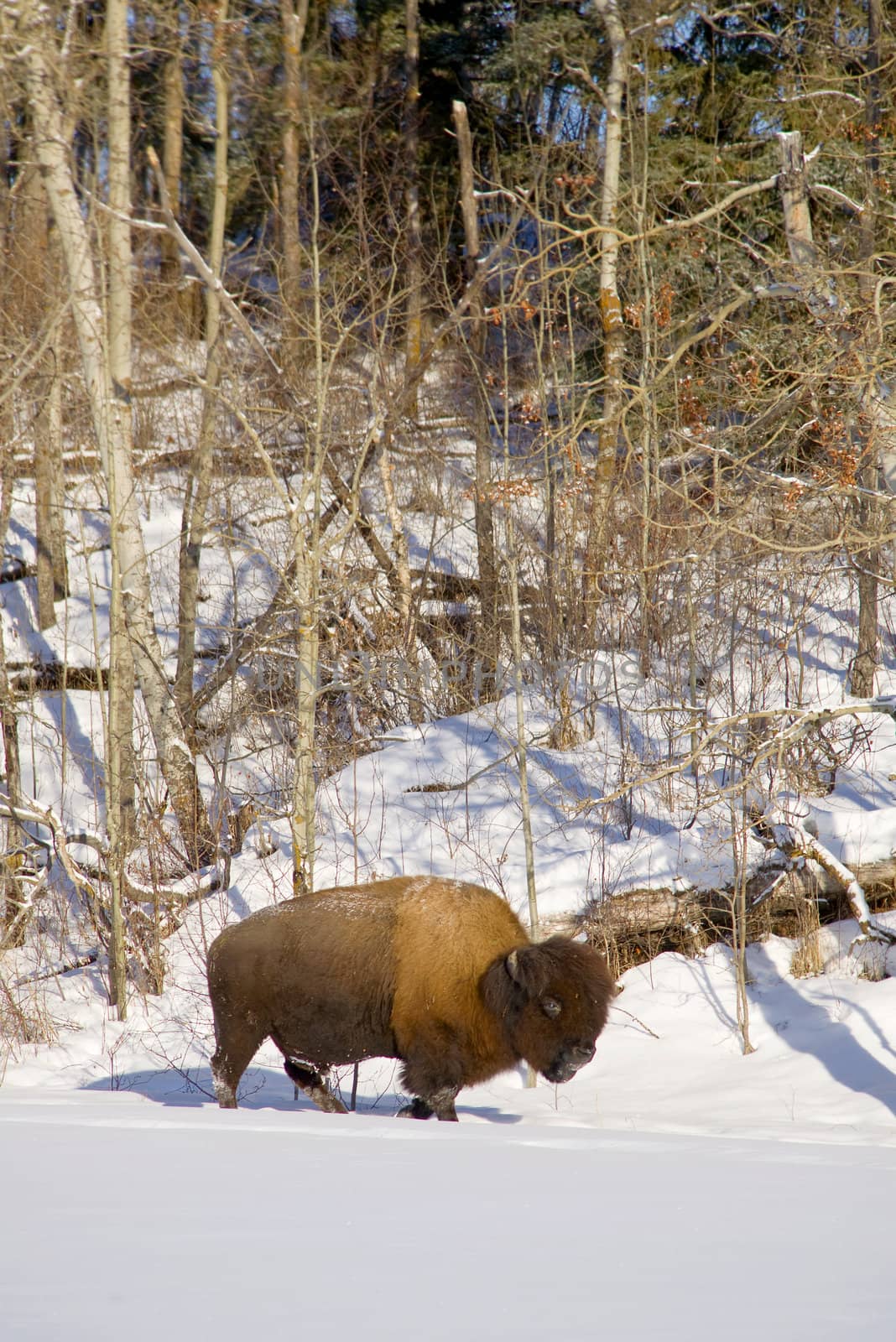 A single Bison in winter snow