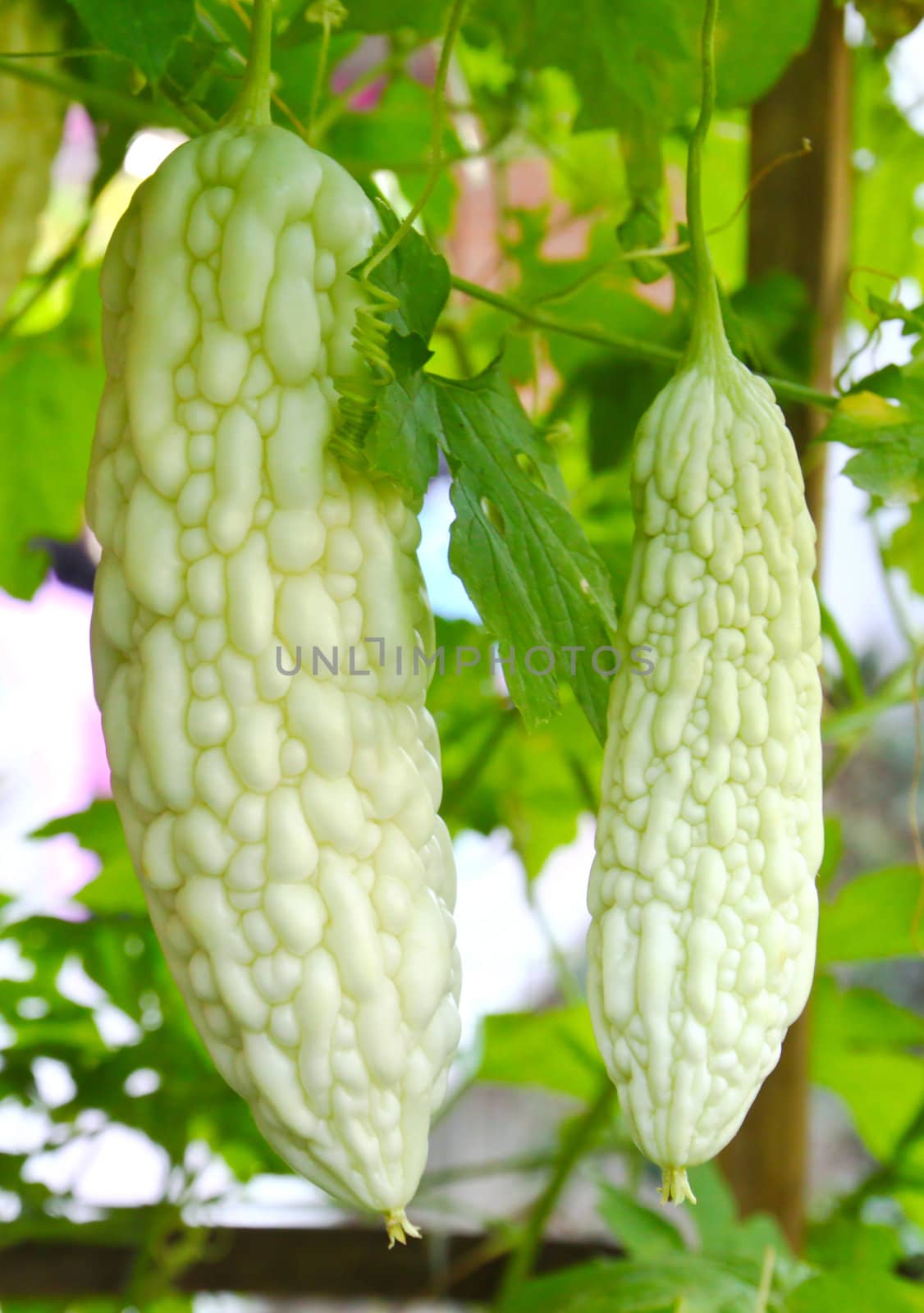 Bitter Melon in farm