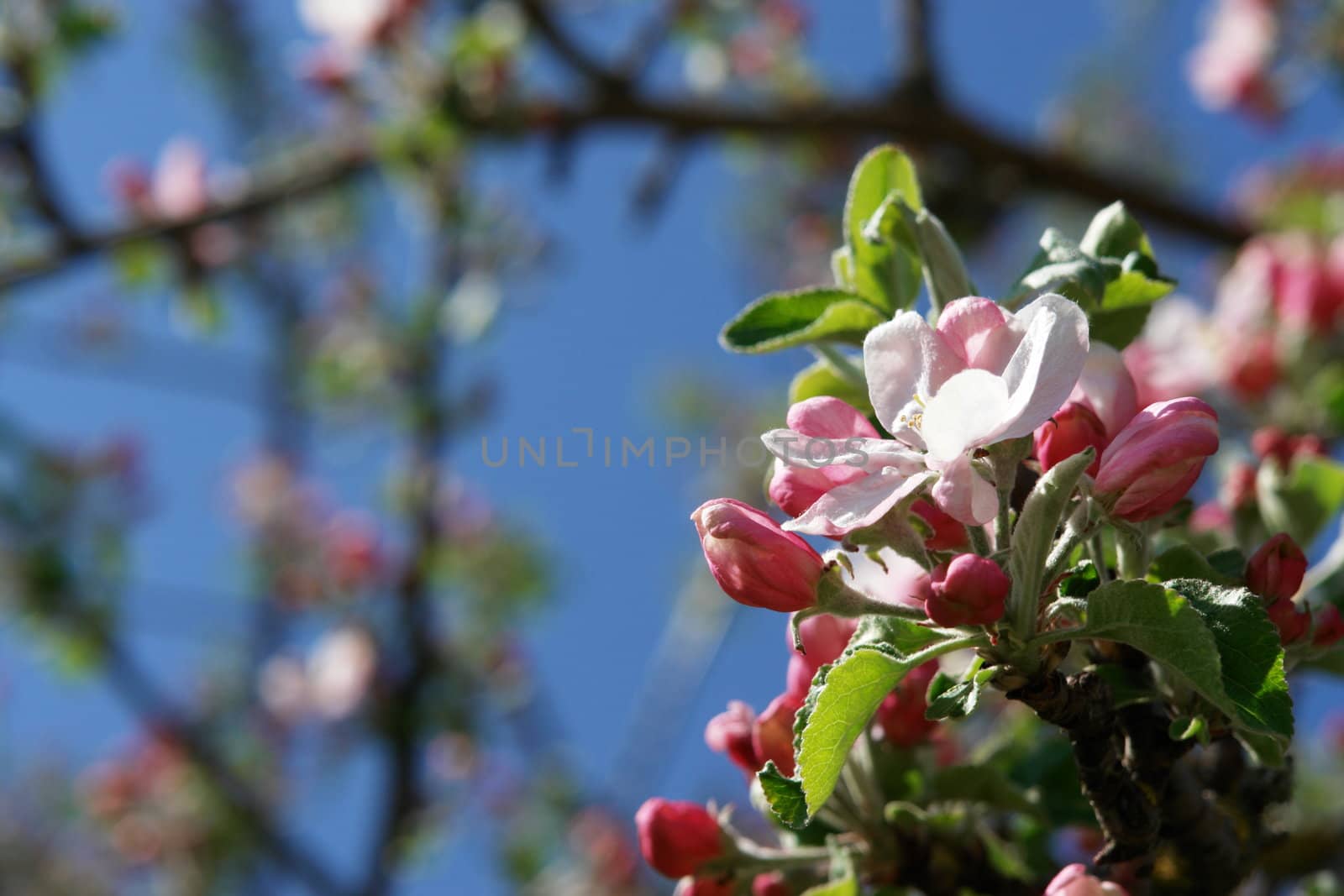 apple blossoms against blue sky on a sunny day apple blossoms against blue sky on a sunny day