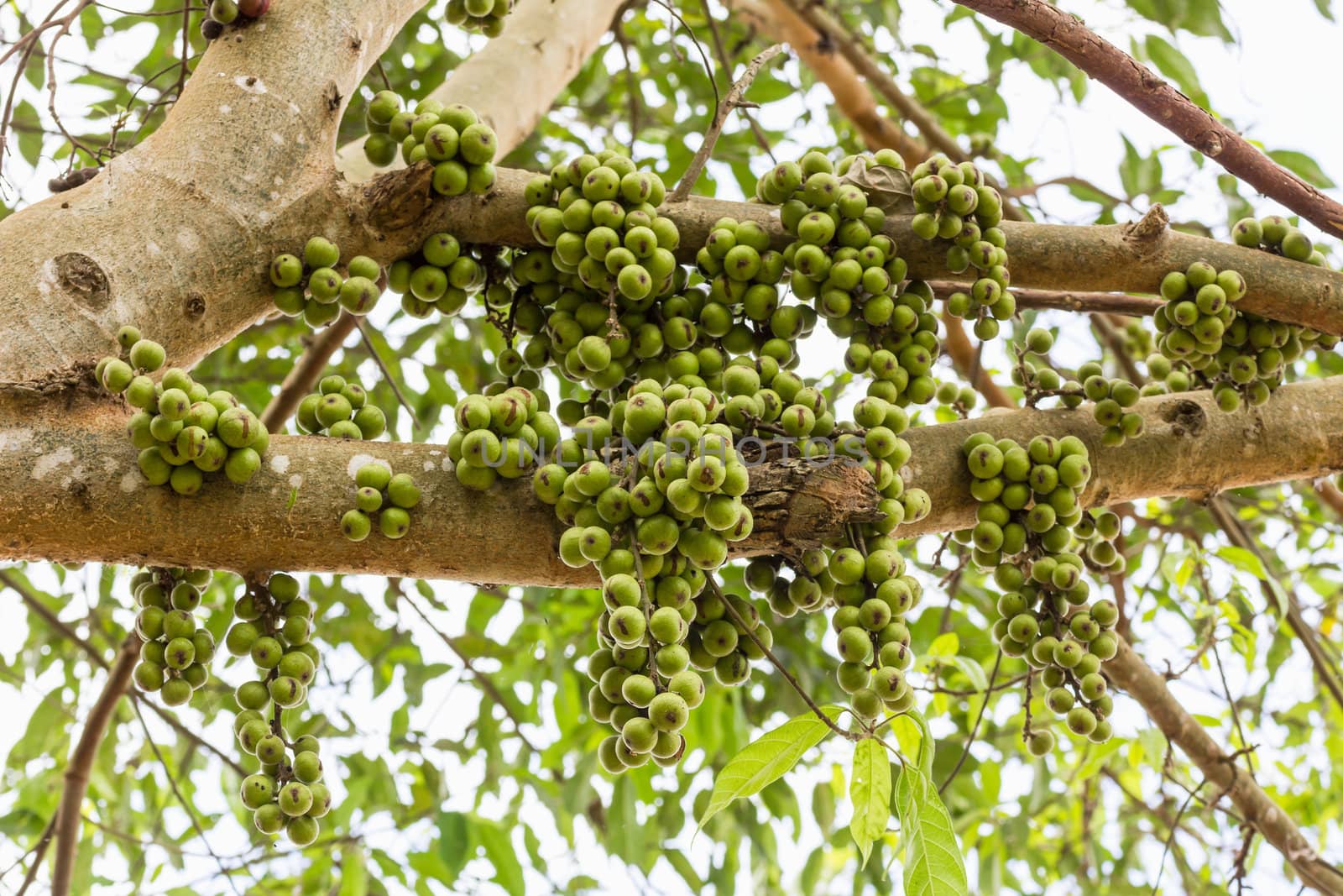 Green Fig fruit on  tree  in Thailand