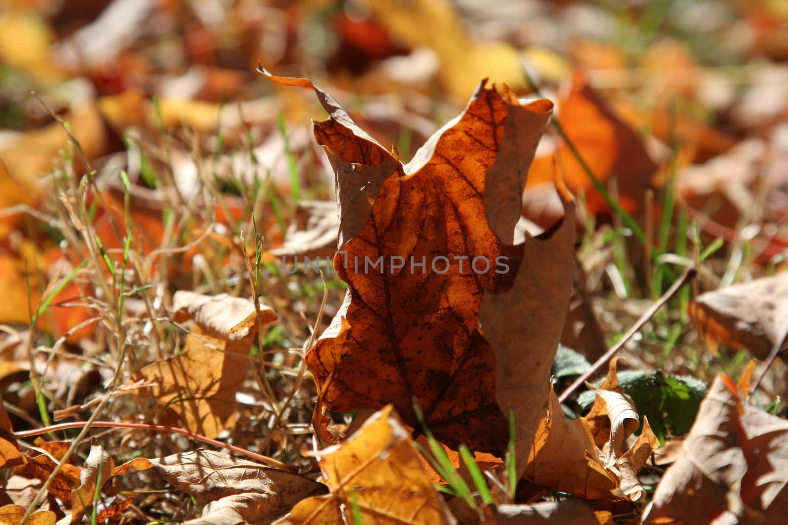 A closeup of a crumbled red maple leaf sitting on the ground.
