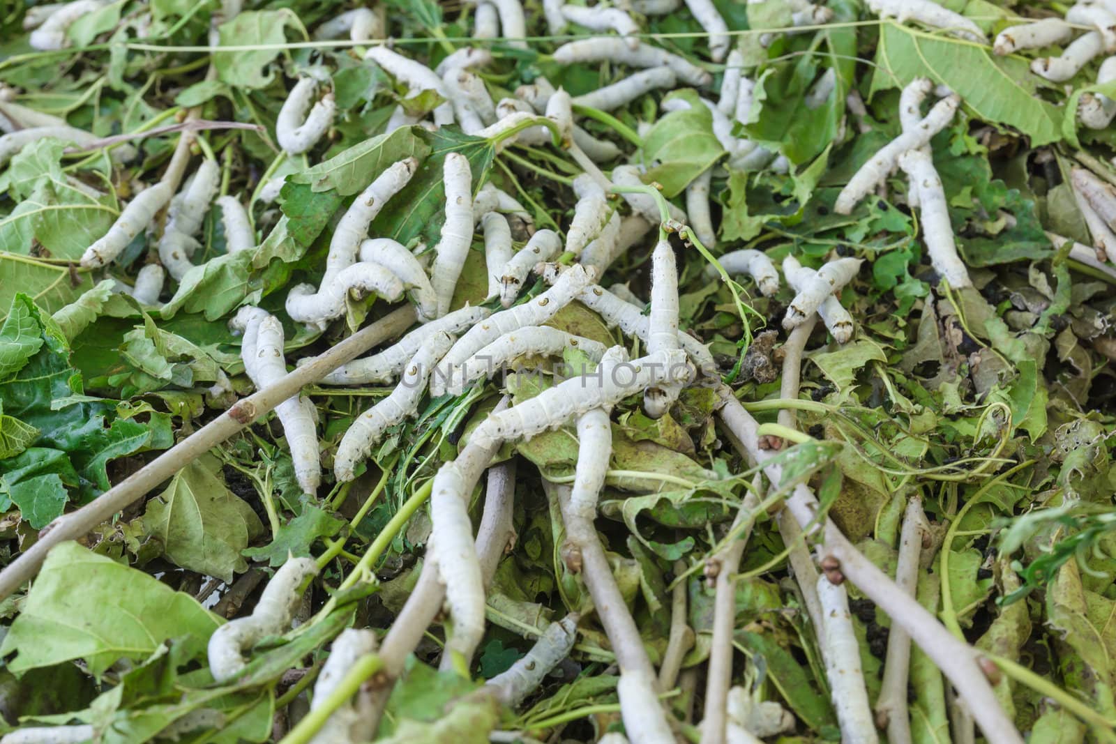 Close up Silkworm eating mulberry green leaf