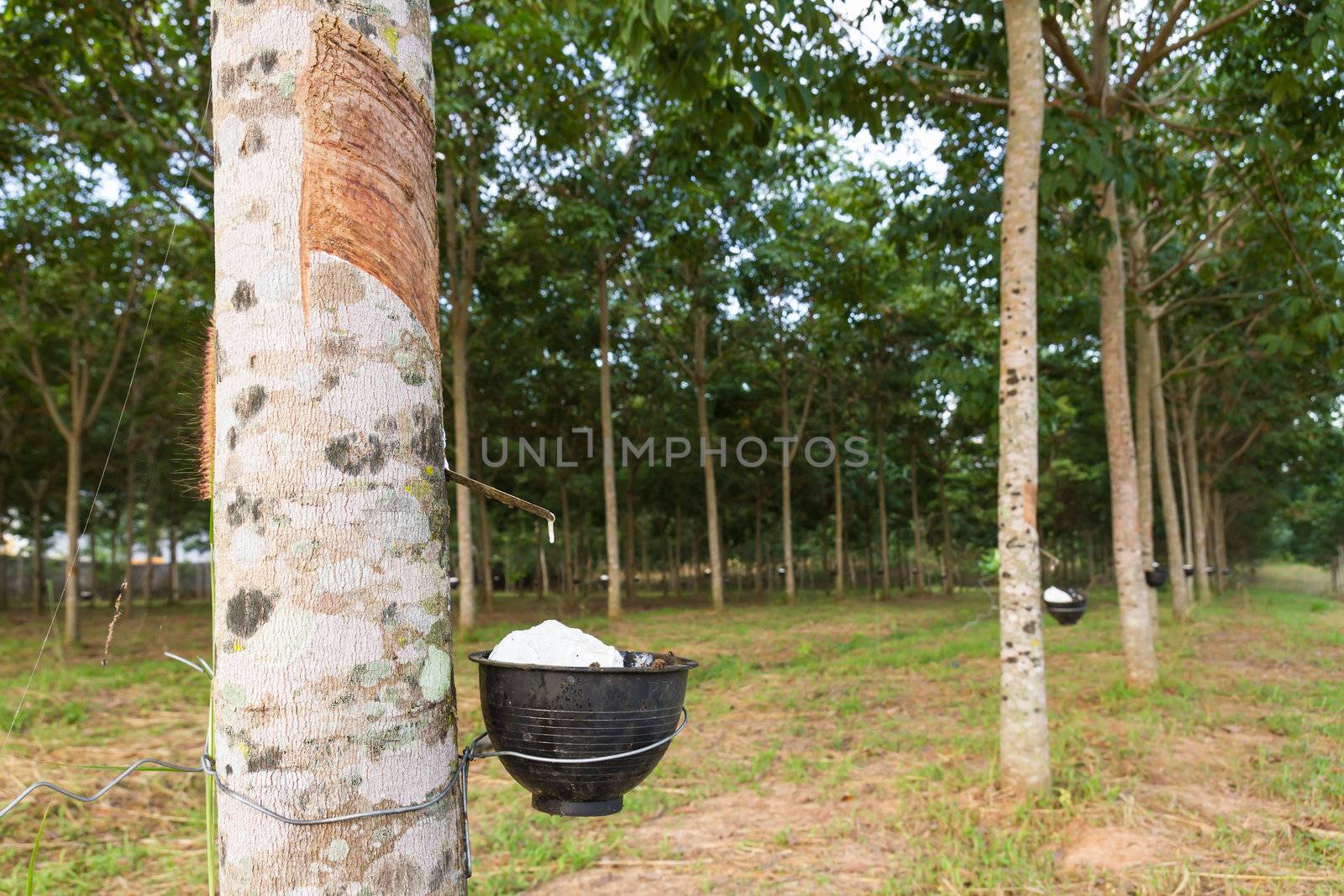 Close up of tapping latex from rubber tree in Thailand