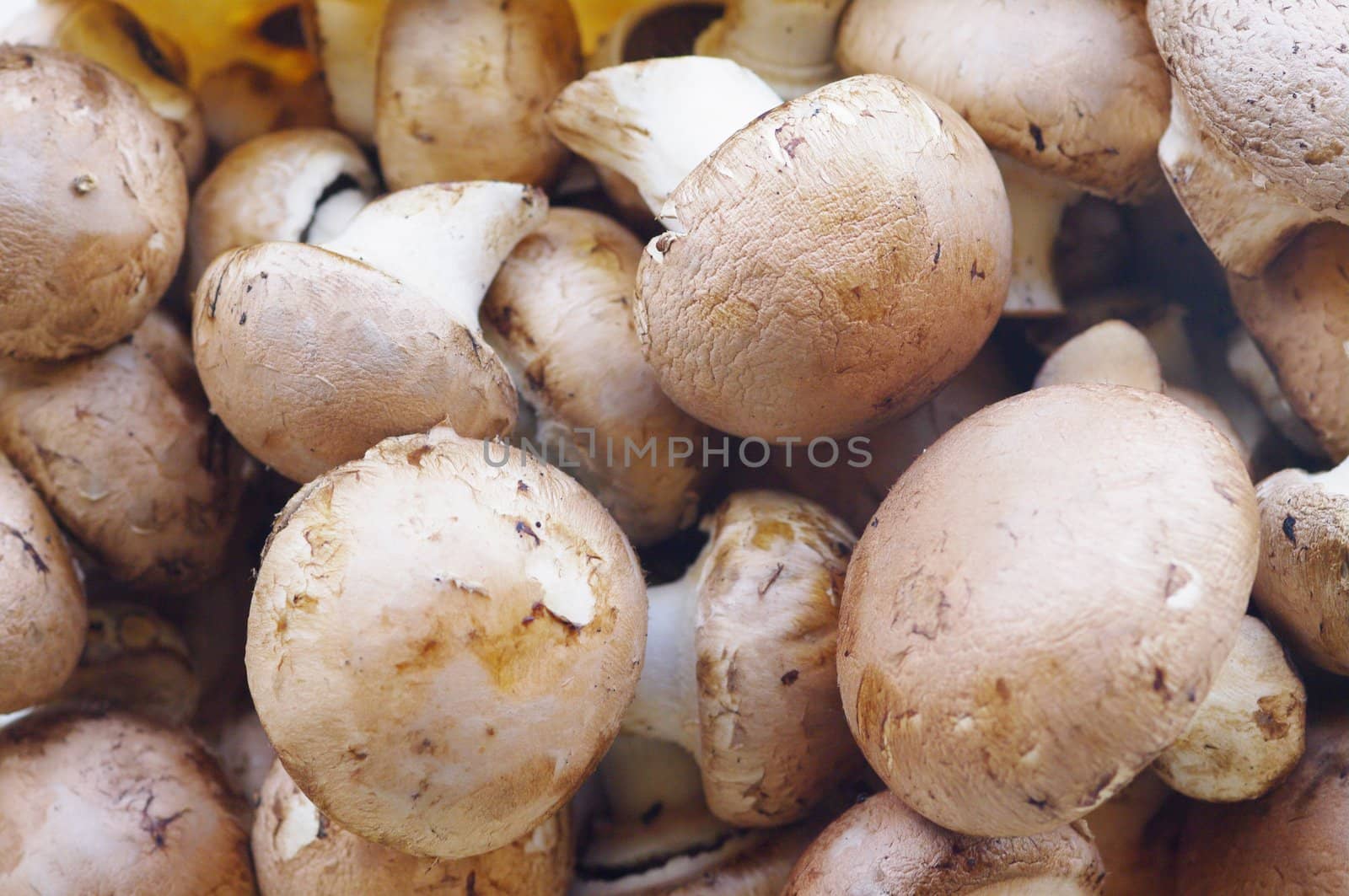 fresh brown button field mushroom on white