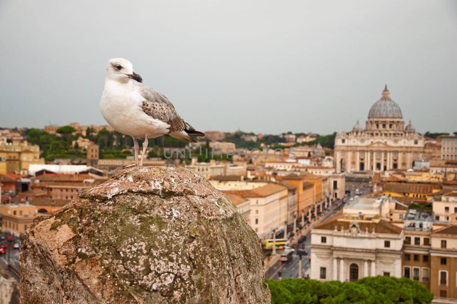 Seagull and St Peters basilica at Vaticano - Italy