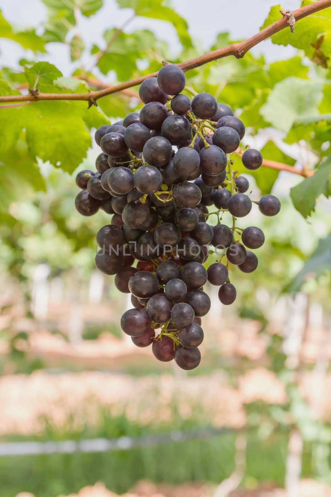 Red Grapes on the vine  in vineyard before harvest