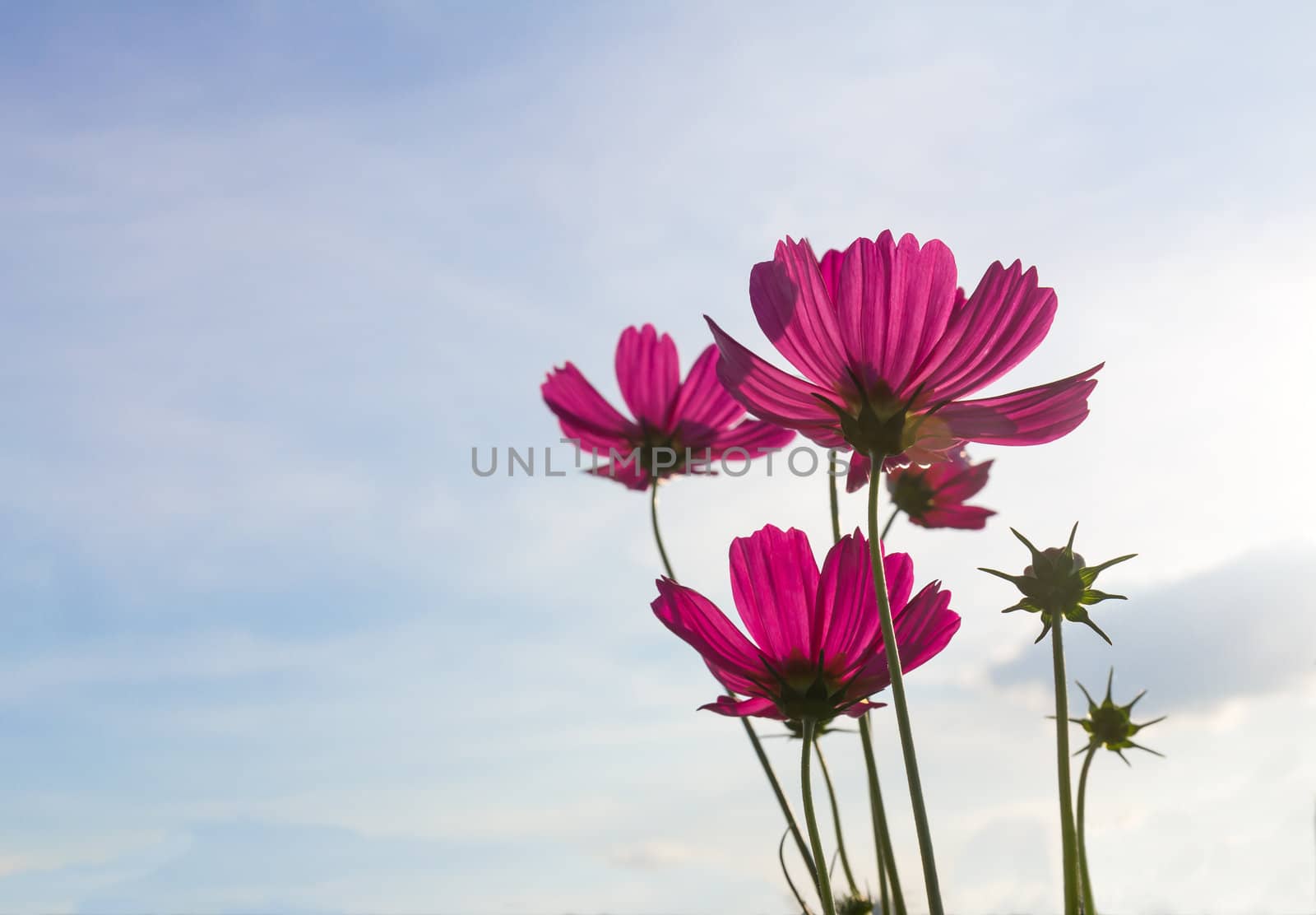 Pink cosmos flowers under autumn sky in Thailand