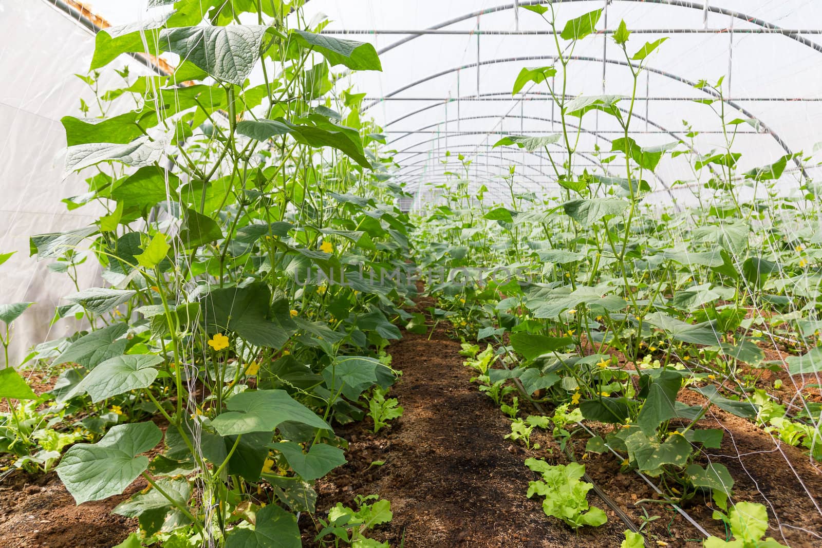 Pumpkin vines grow plants growing in a greenhouse
