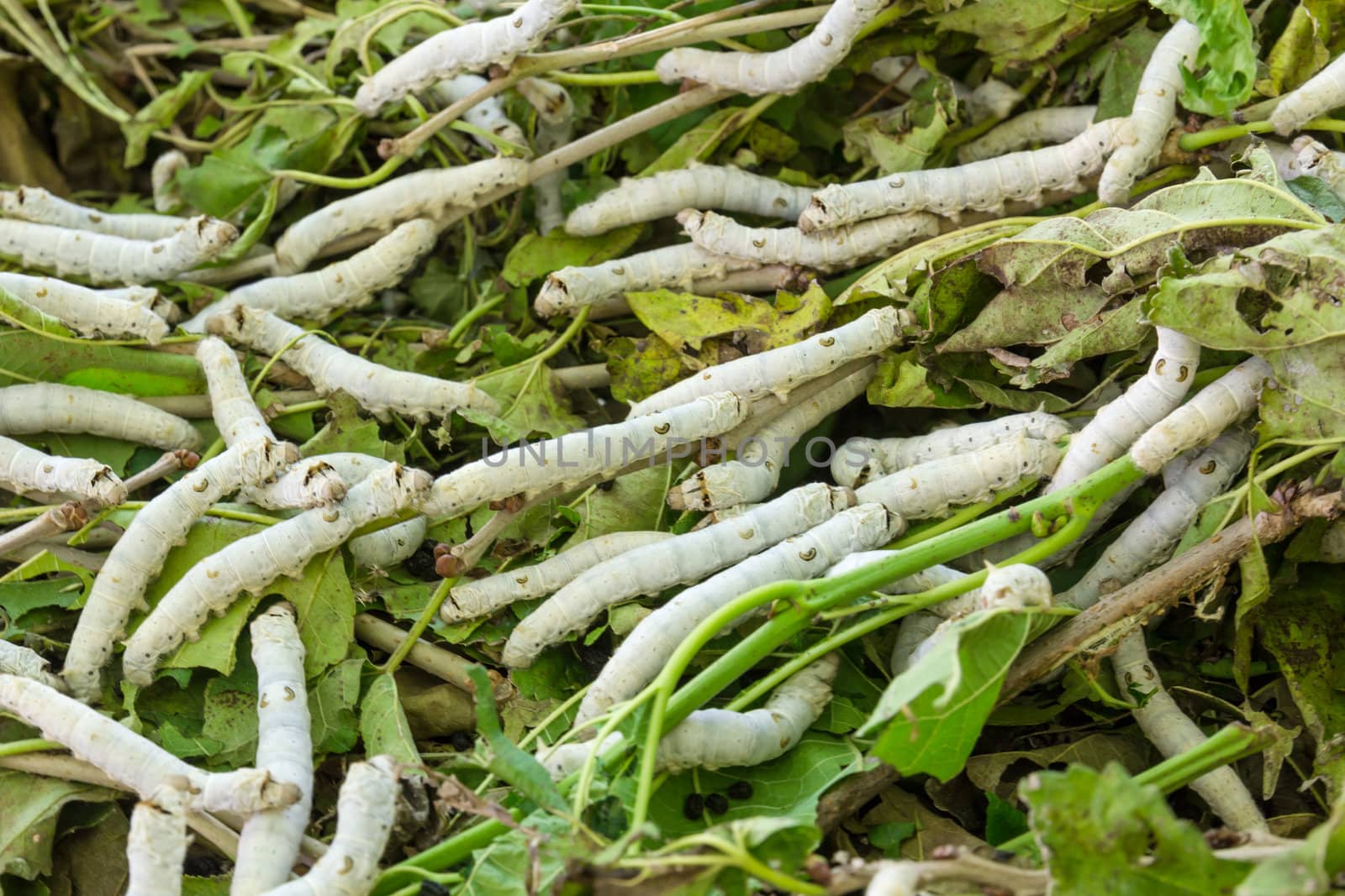 Close up Silkworm eating mulberry green leaf