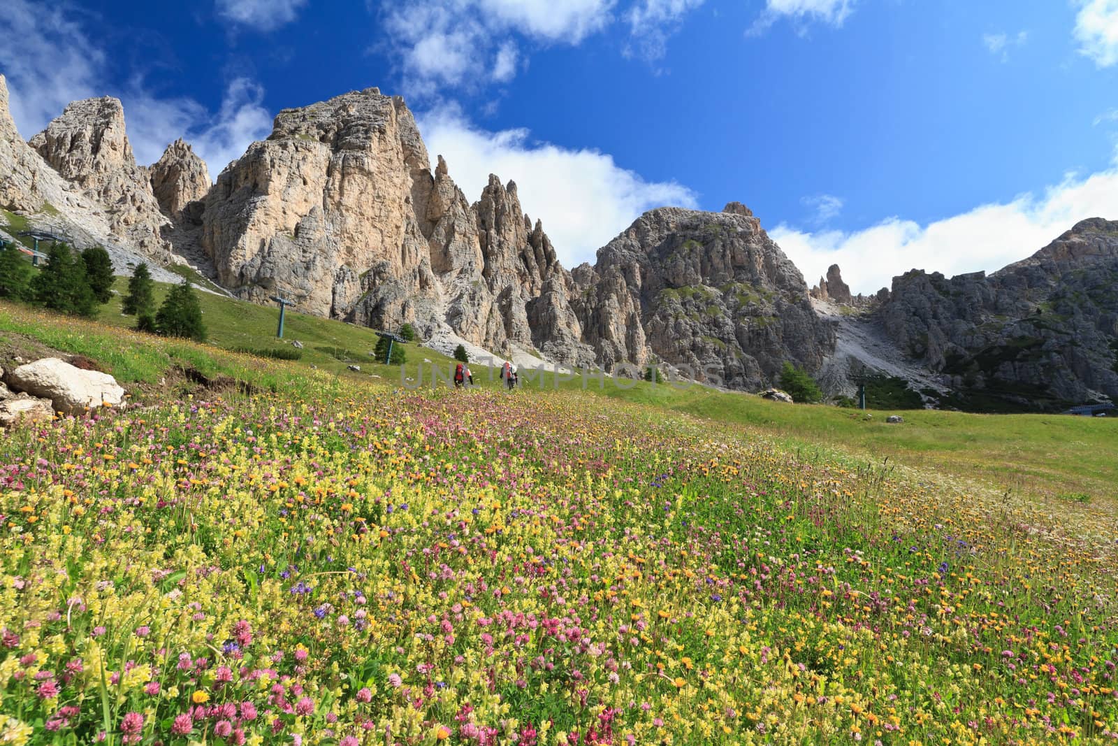 flowered meadow and rocky mountain in Gardena pass, Italy