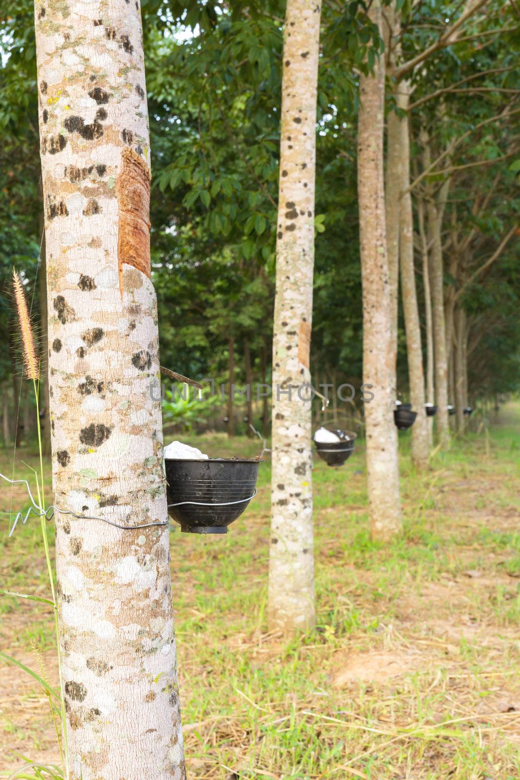 Close up of tapping latex from rubber tree in Thailand