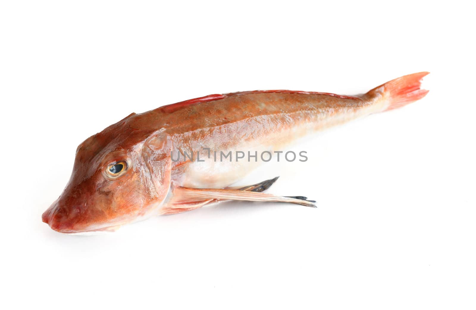 one fresh tub gurnard isolated on white background