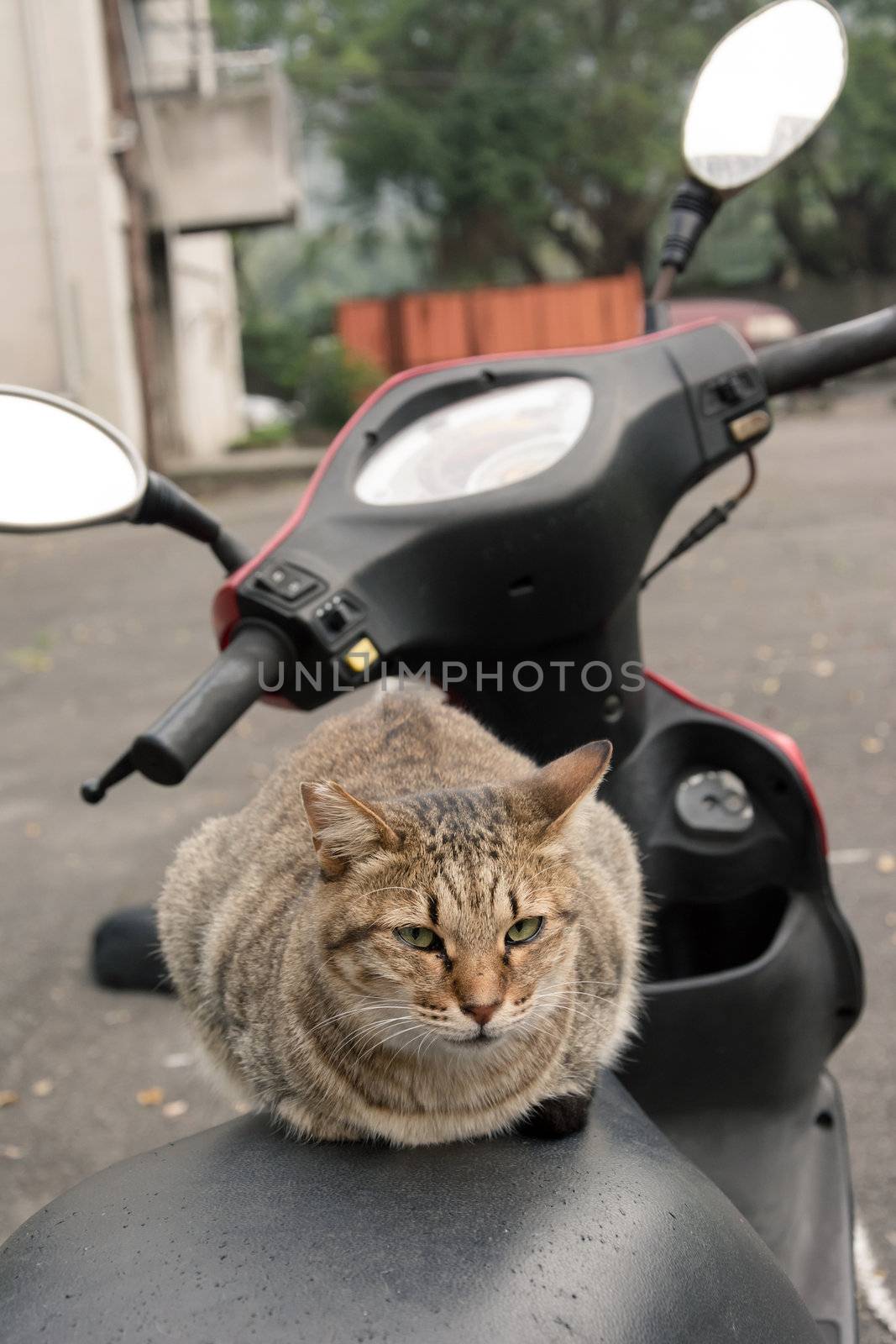 Undomesticated cat cat in urban city.