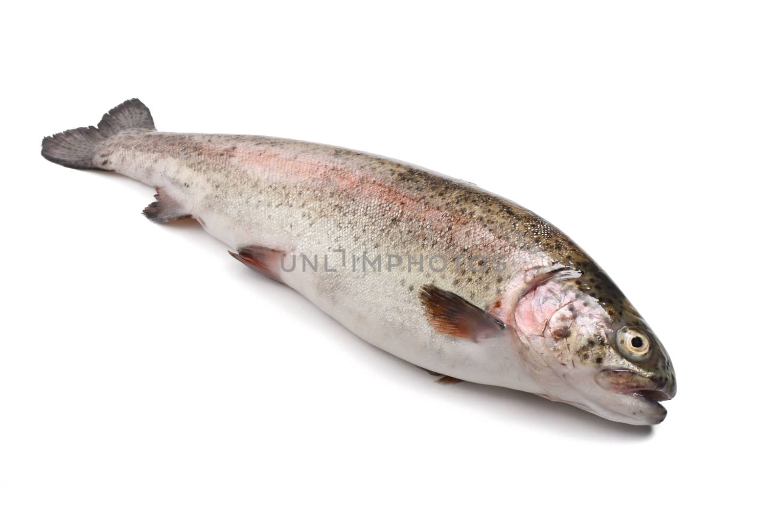 fresh rainbow trout fish over white background