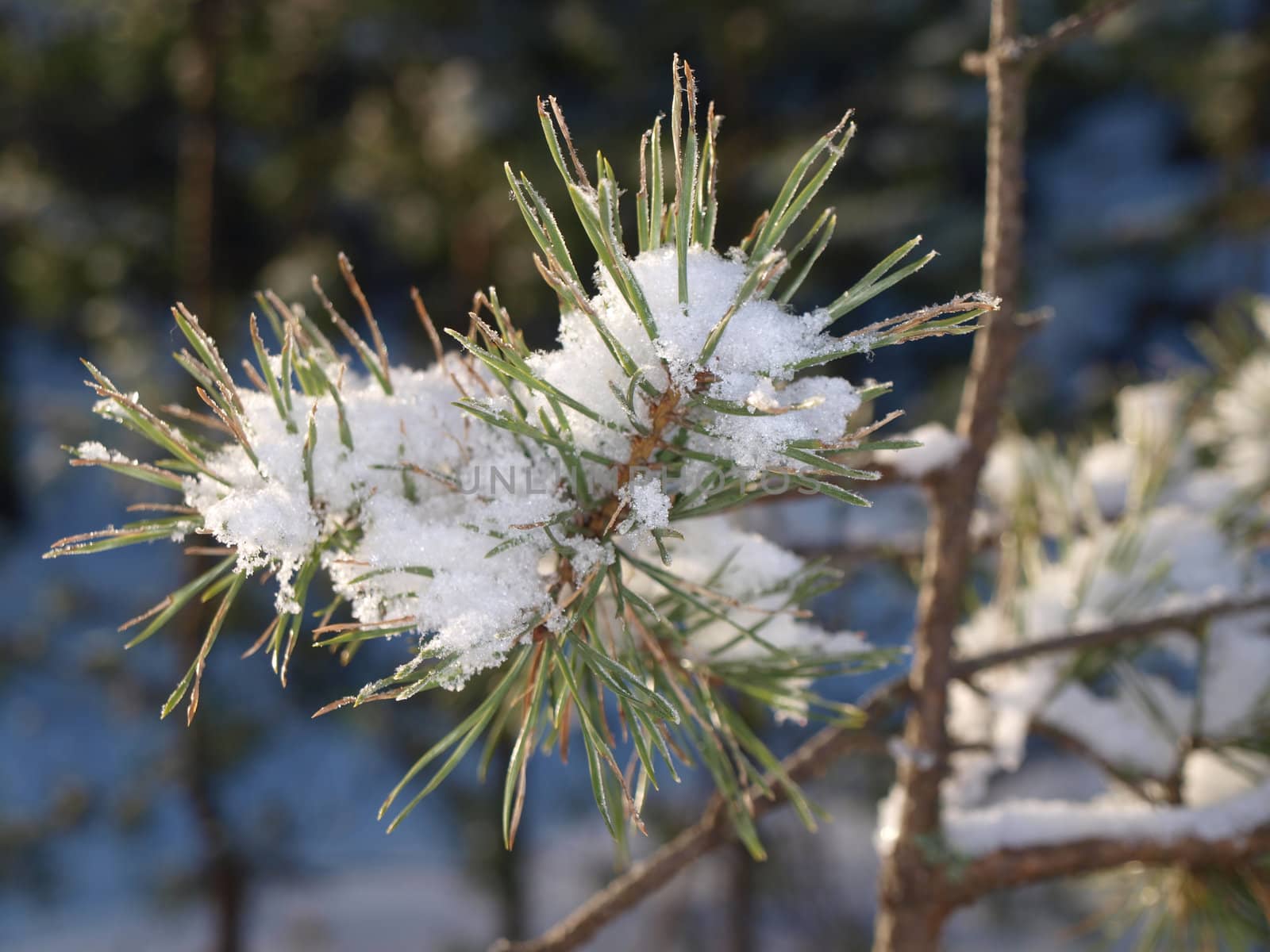 Snow in spruce tree, closeup with sunlight