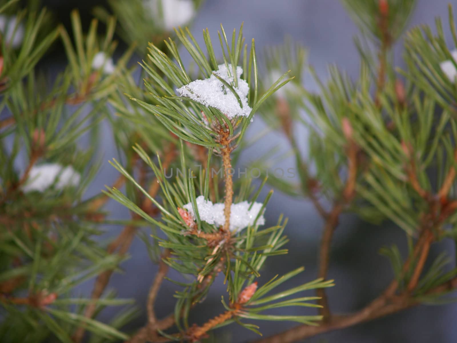 Snow in spruce tree, closeup with sunlight by Arvebettum