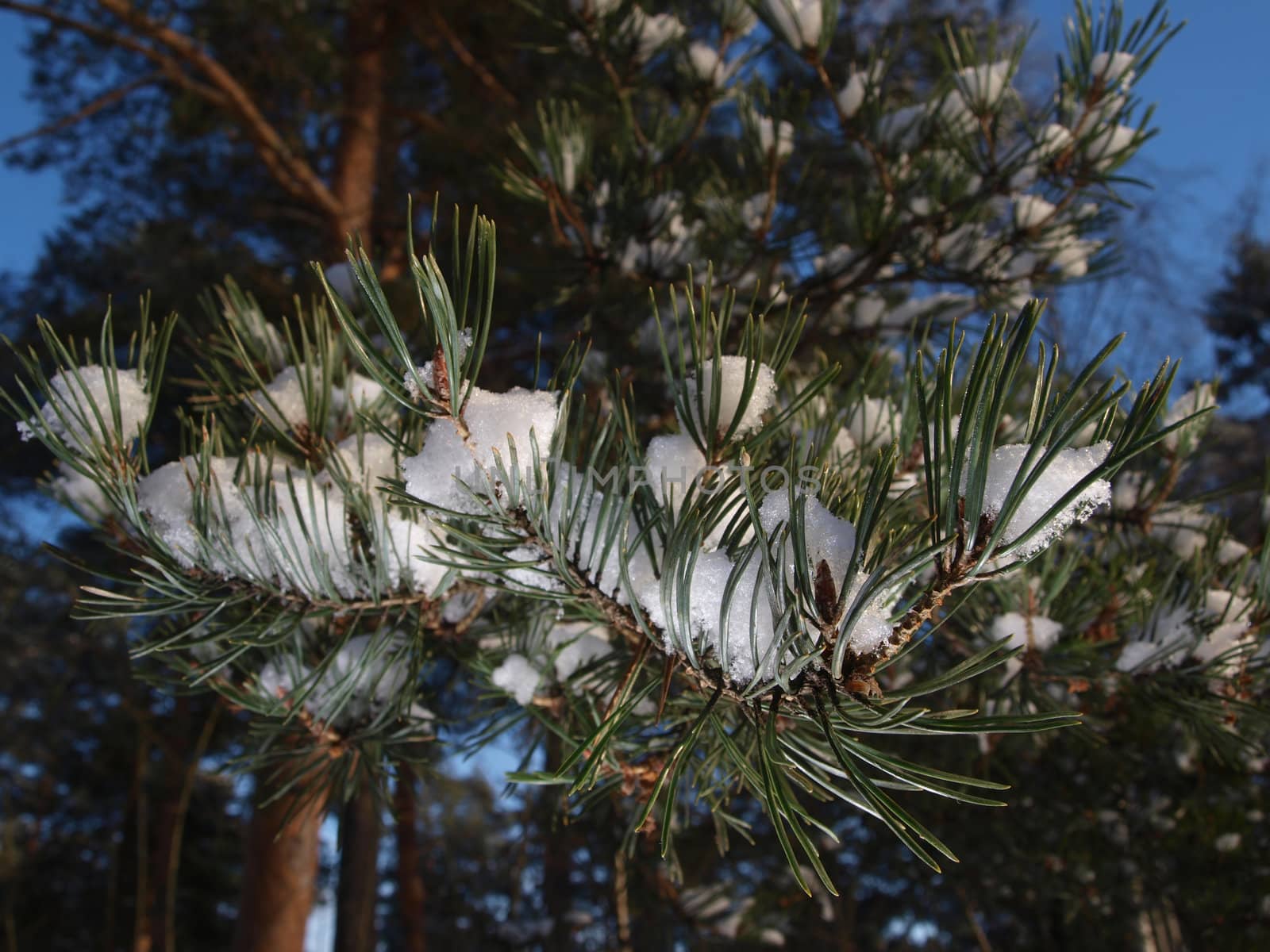 Snow in spruce tree, closeup with sunlight by Arvebettum