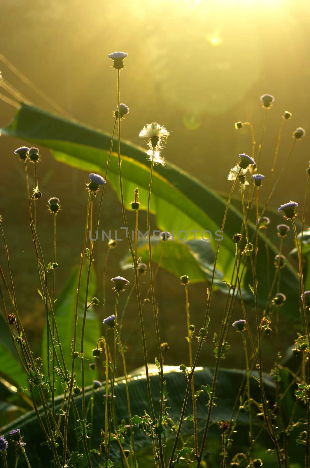 Grass with morning light in countryside of Thailand